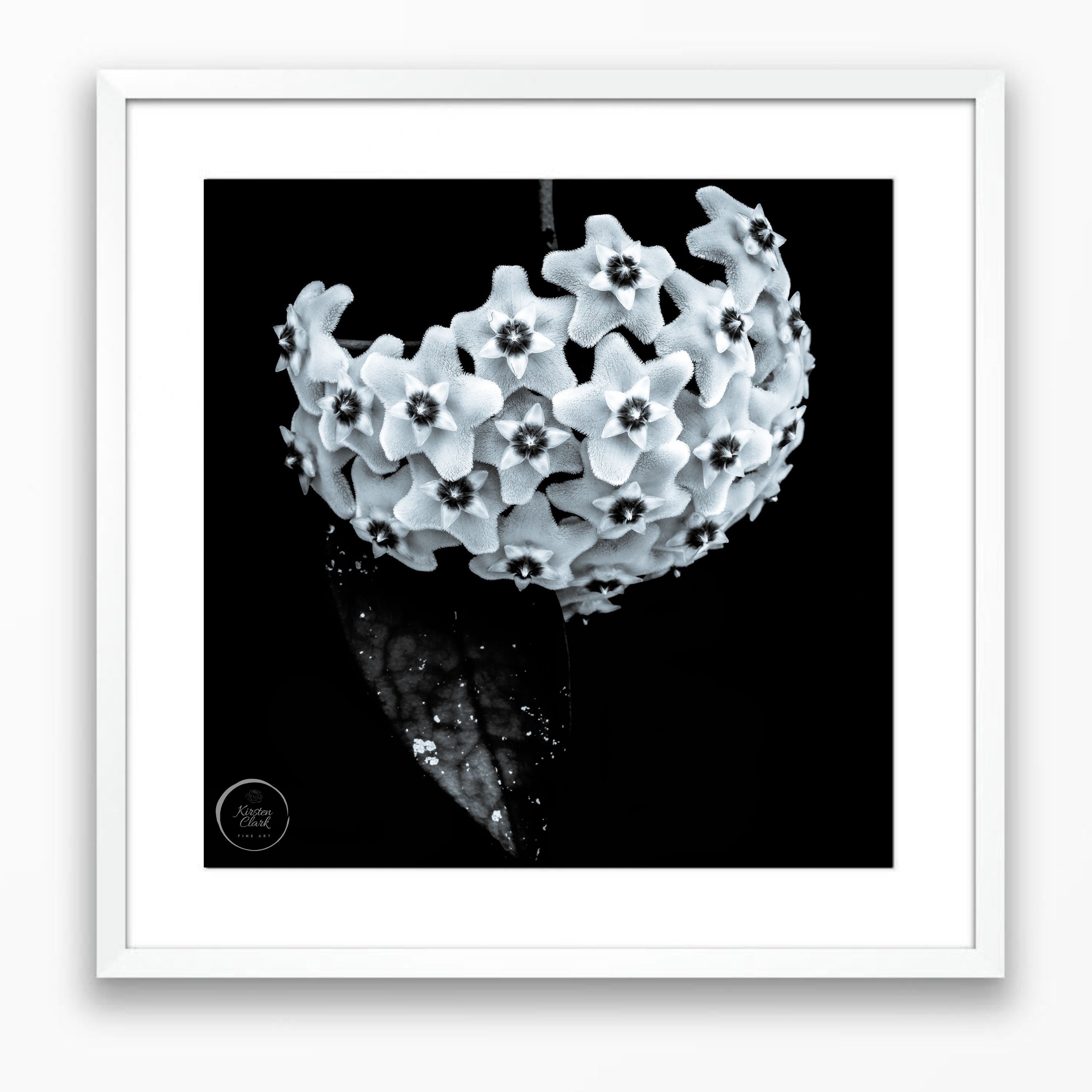 Hoya Heirloom #2 - Limited Edition Print