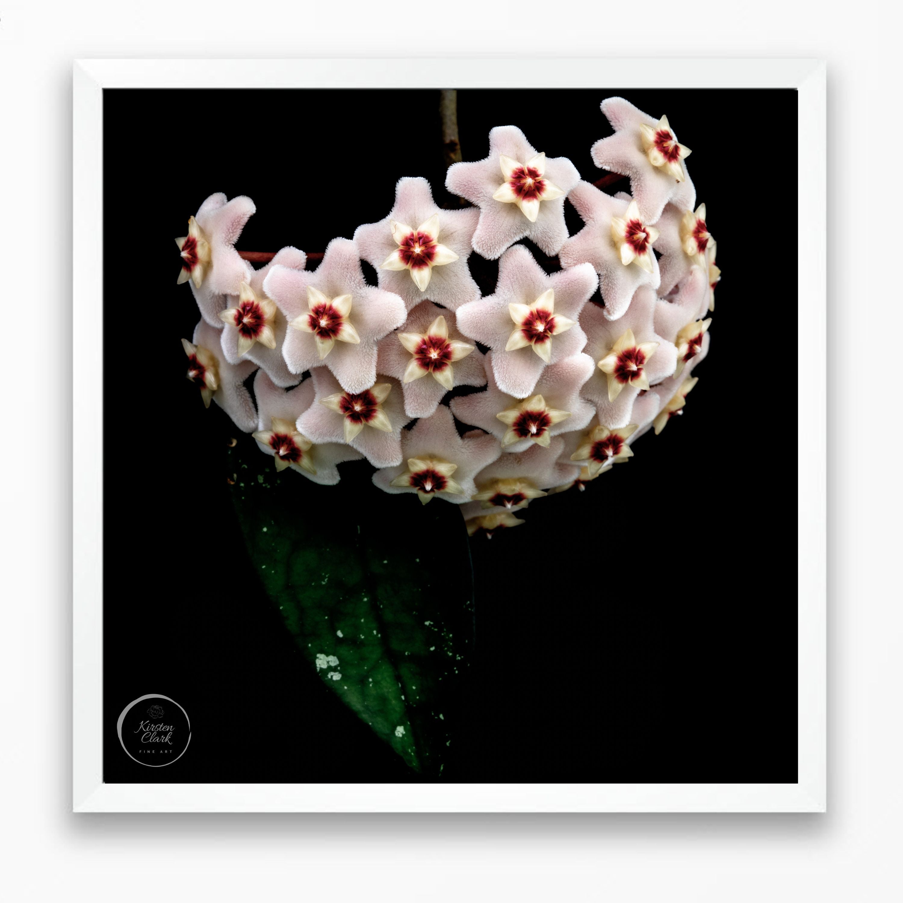 Hoya Heirloom #1 - Limited Edition Print