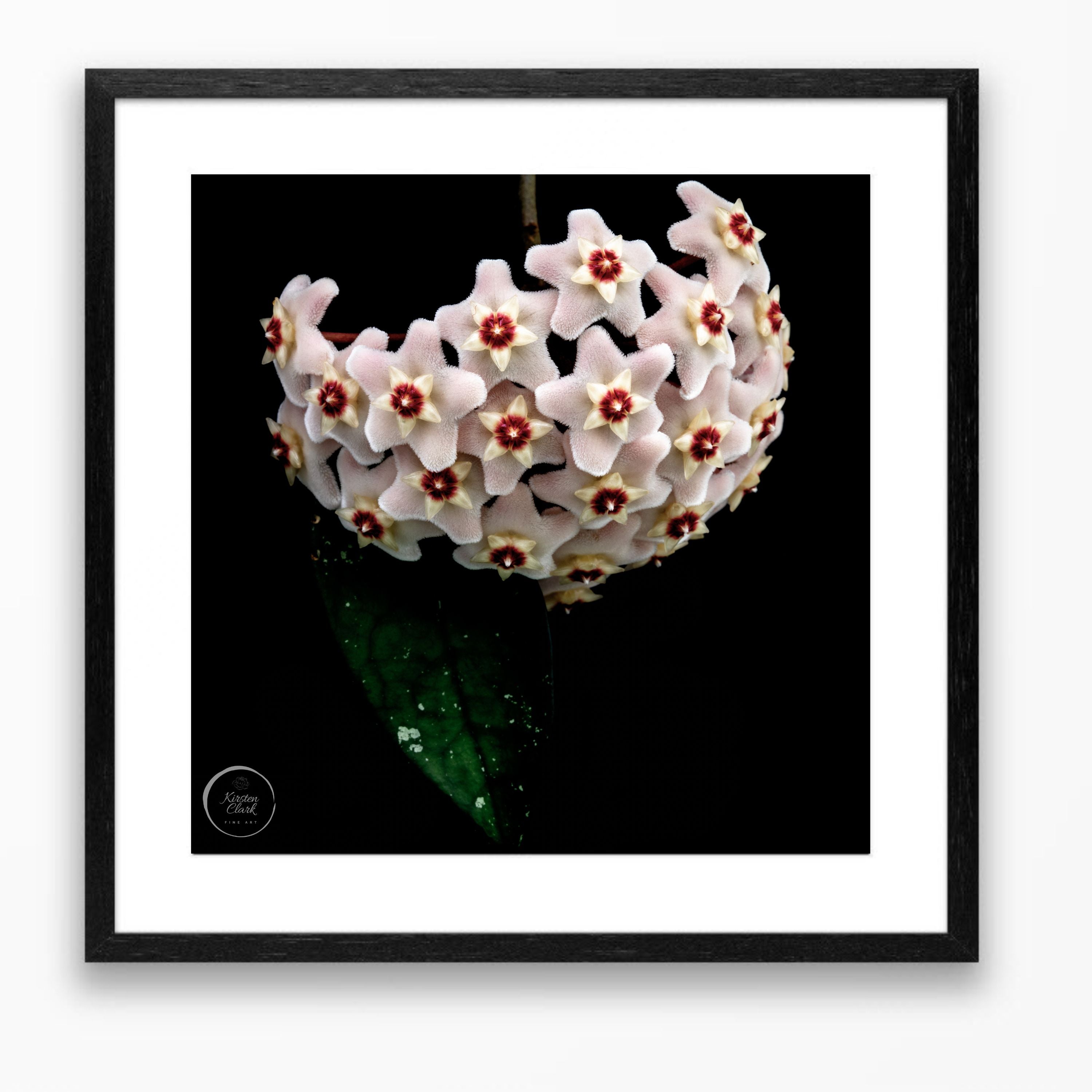 Hoya Heirloom #1 - Limited Edition Print