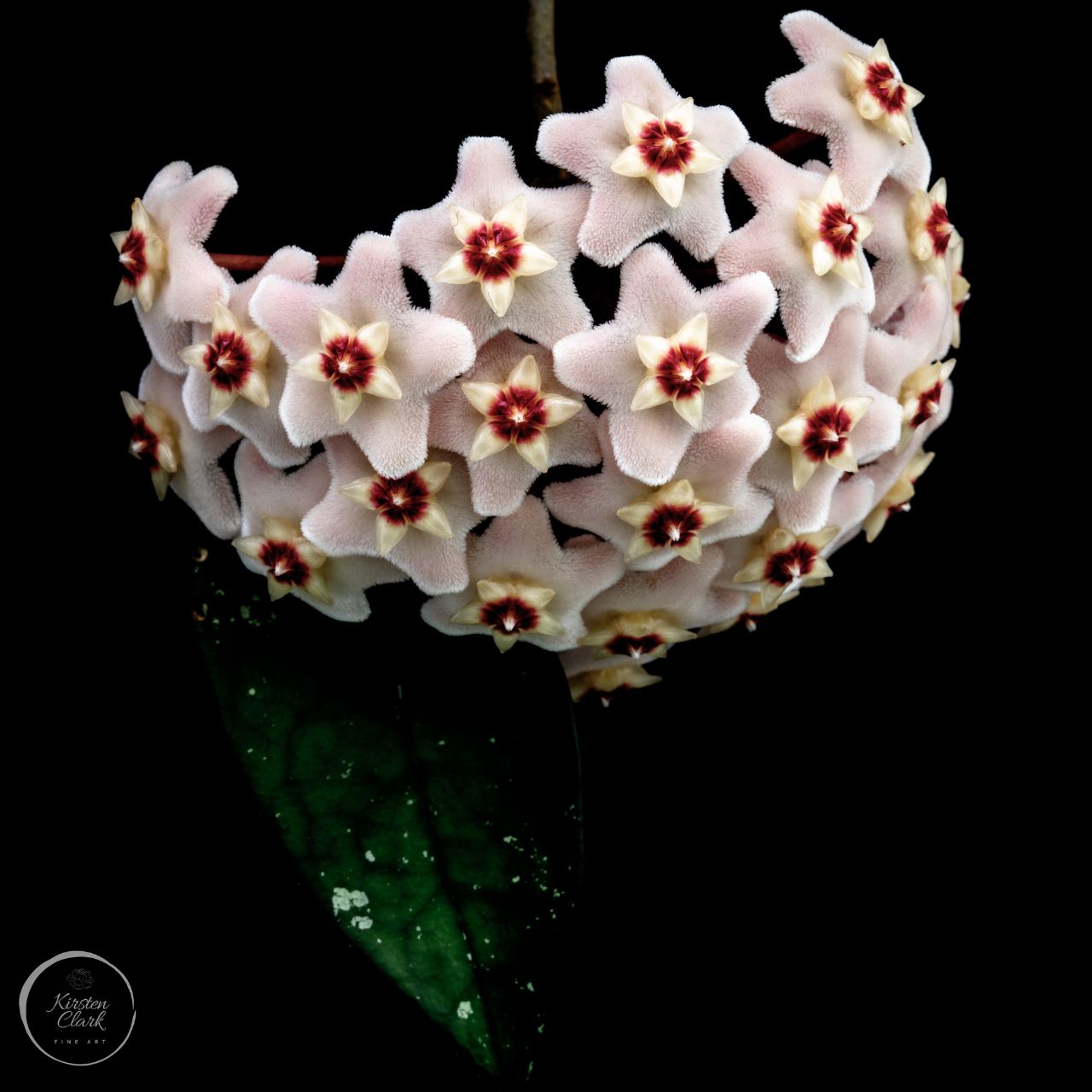 Hoya Print colour fine art print heirloom