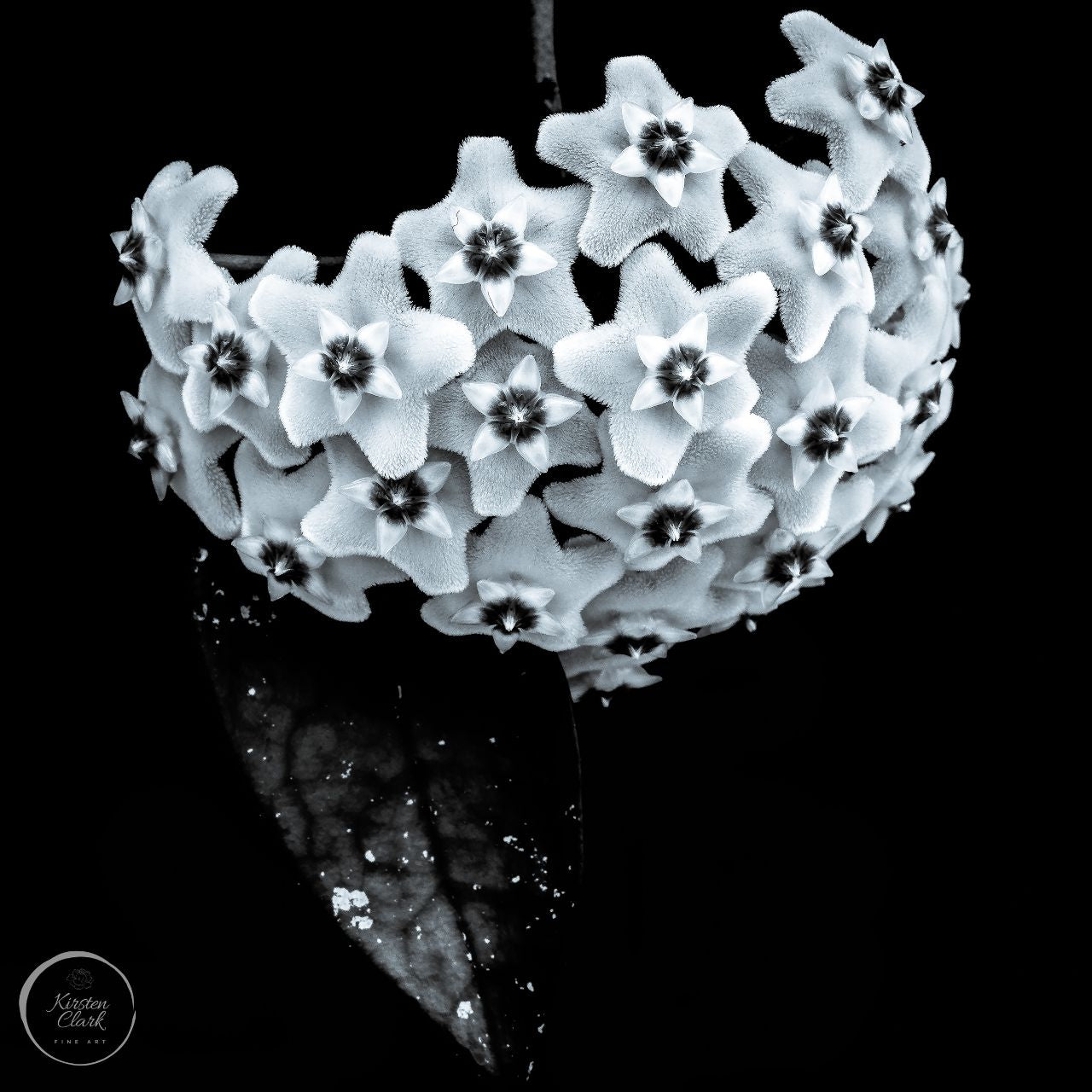 Hoya Heirloom #2 - Limited Edition Print