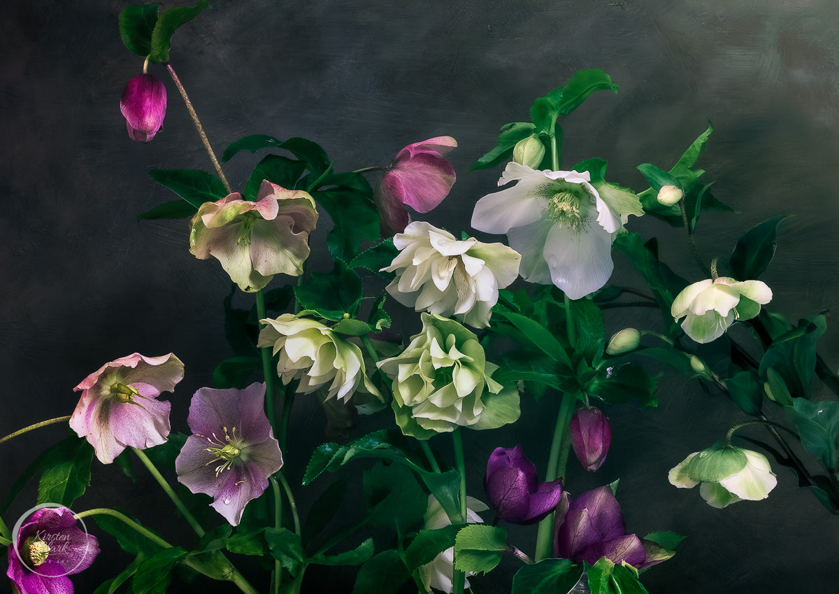 Hellebores Group Portrait