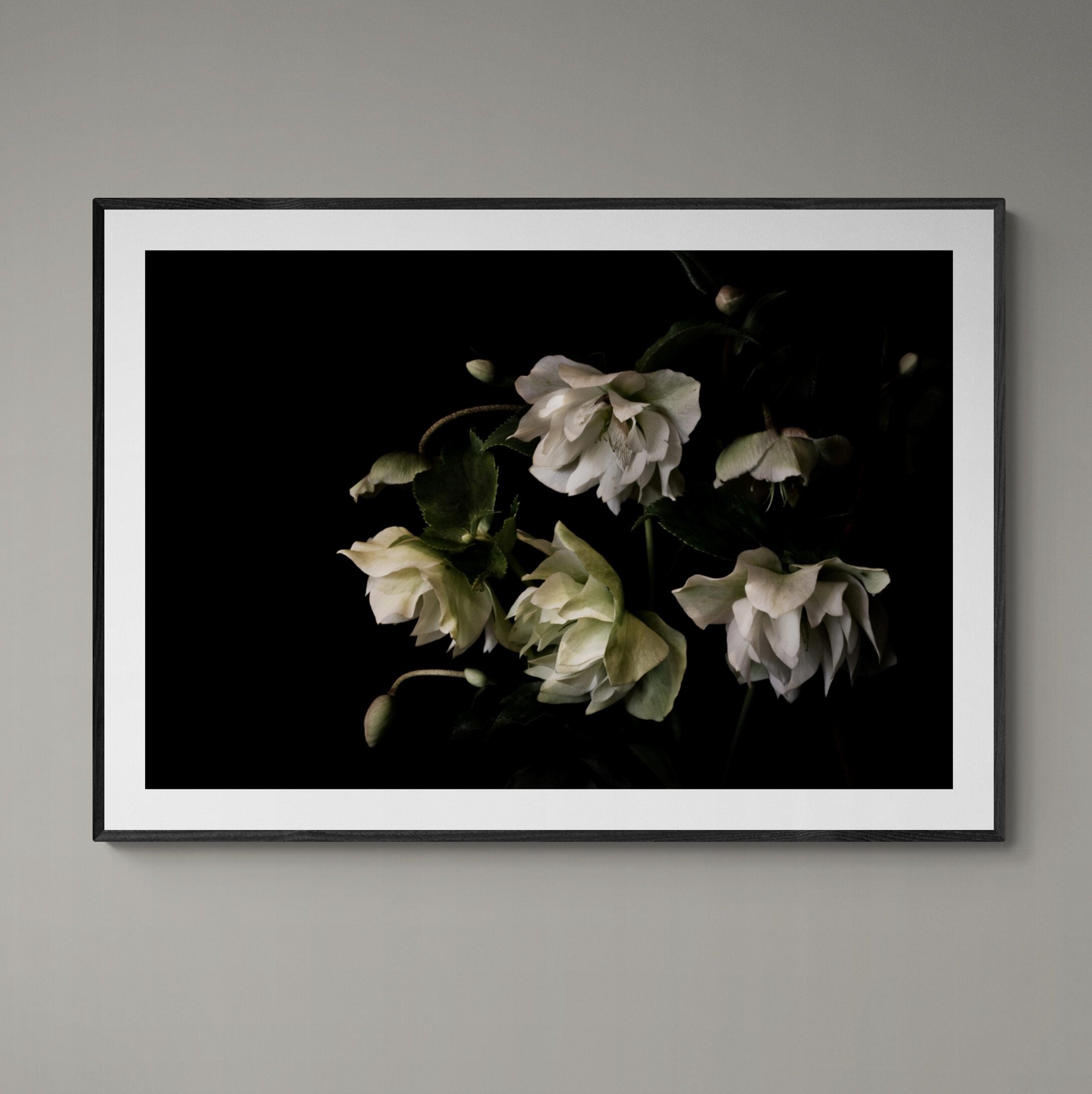 Hellebore Winter Rose Print with black frame on wall by Kirsten Clark Art