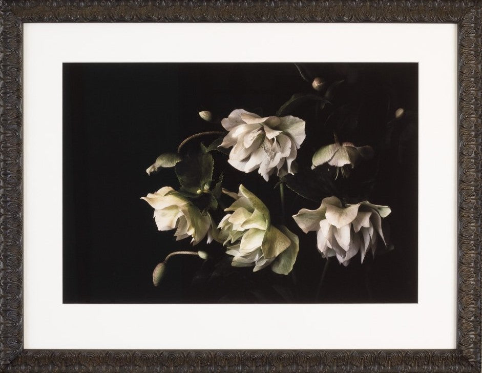 Hellebore Winter Rose - Limited Edition Print