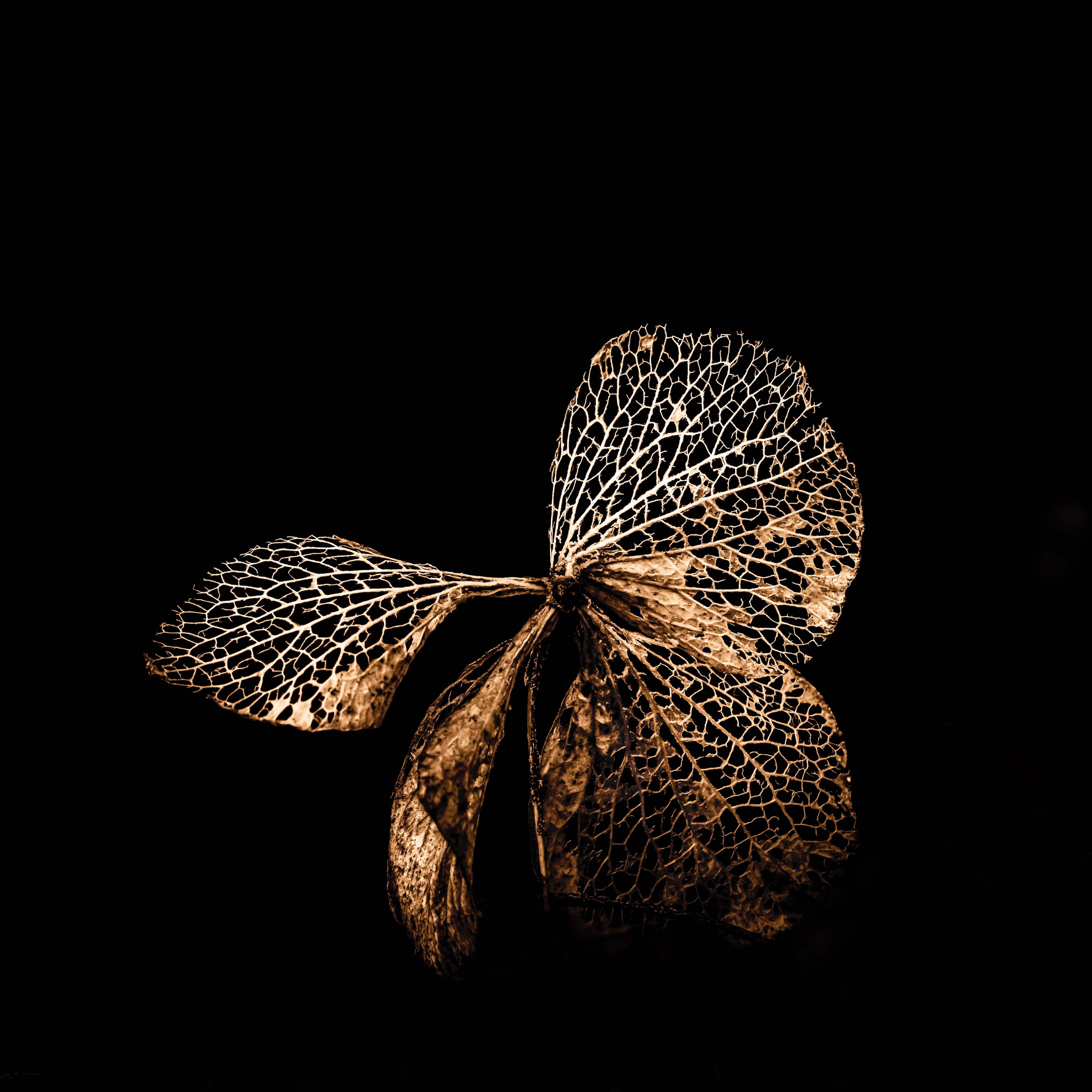 Hydrangea Butterfly Print