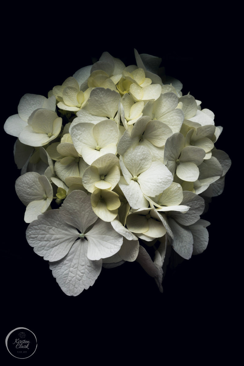 White Hydrangea Portrait Print by Kirsten Clark Art
