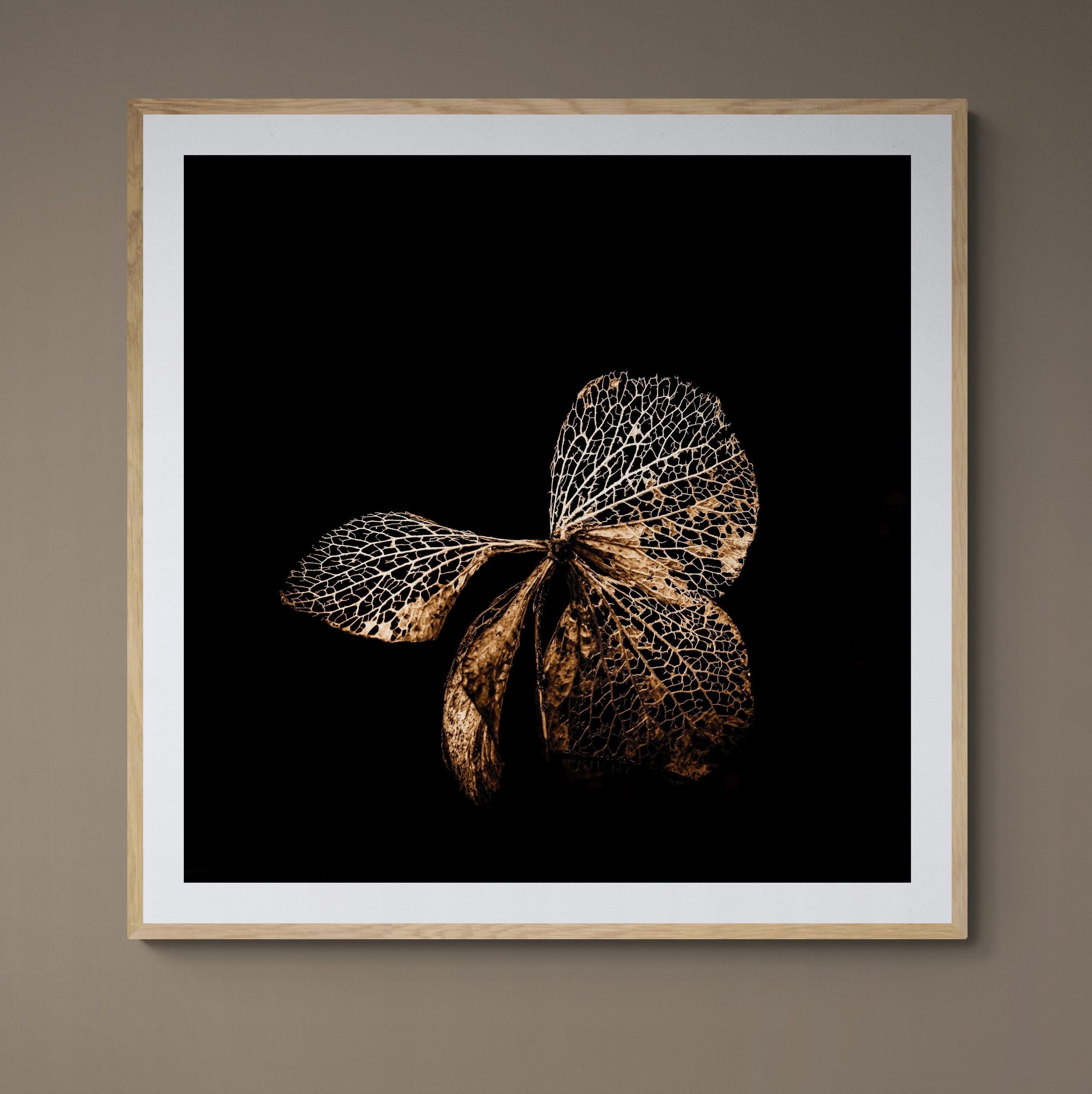Hydrangea Butterfly fine art print with natural frame on wall by Kirsten Clark photography