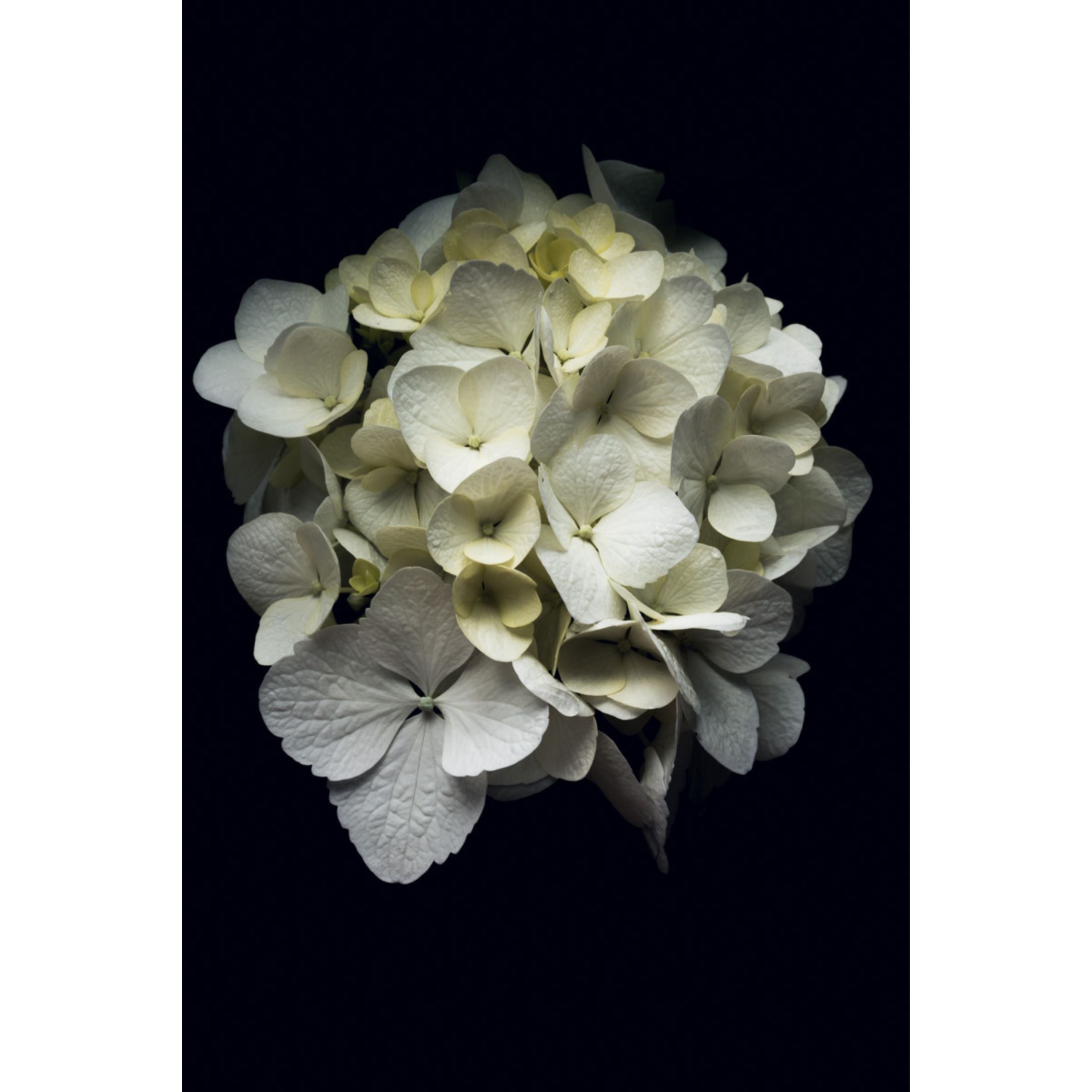 Hydrangea Portrait | Limited Edition Print