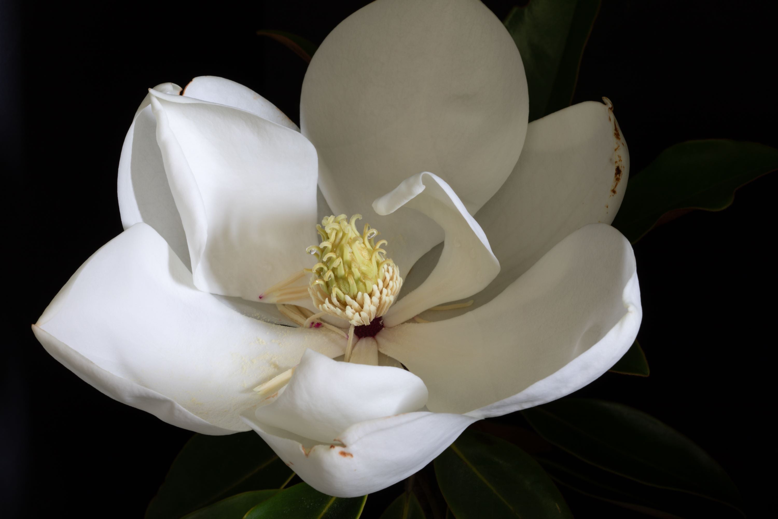 White Magnolia bloom fine art print, close-up botanical photograph