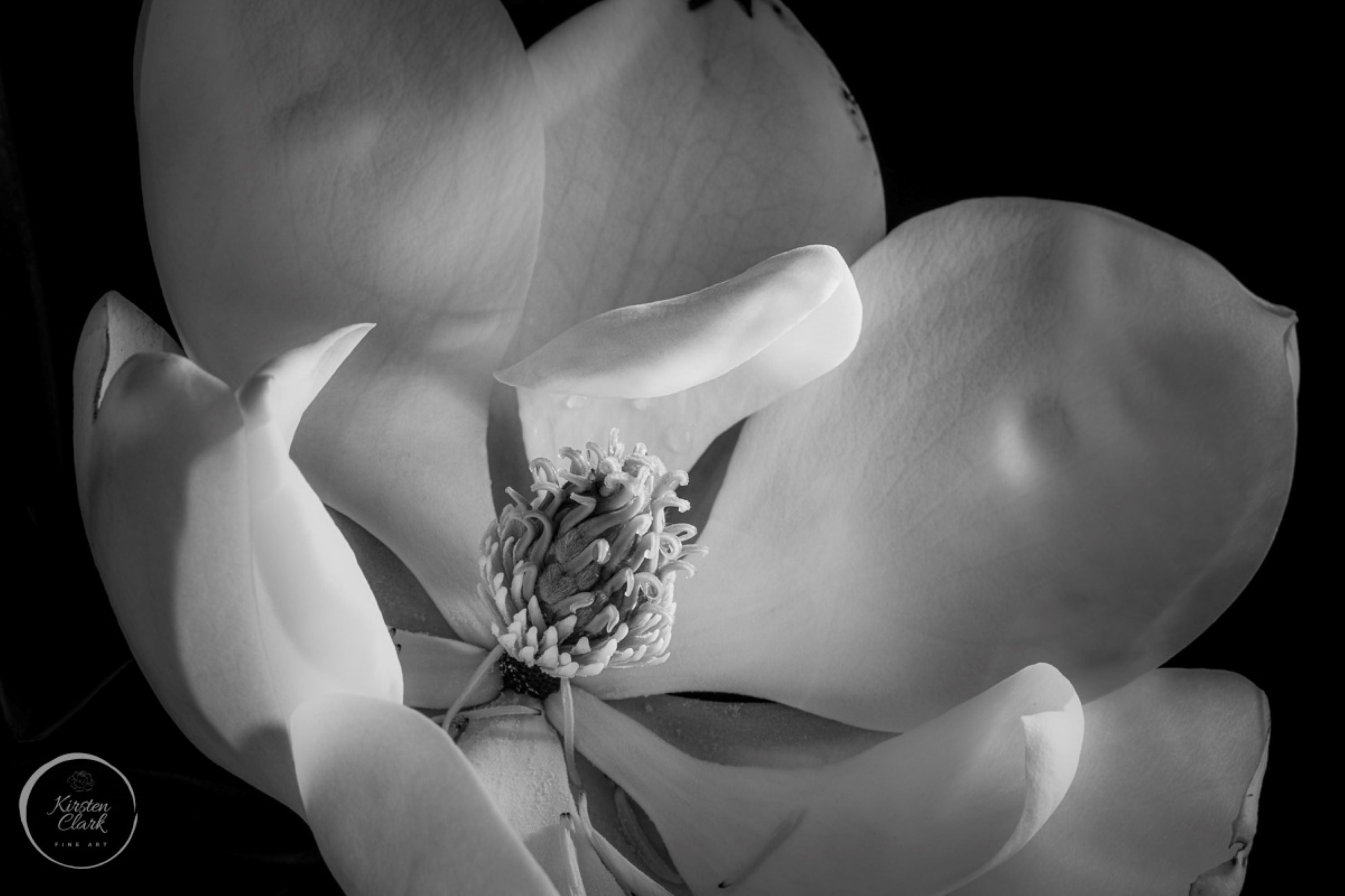 Magnolia bloom black & white print, close-up botanical photograph
