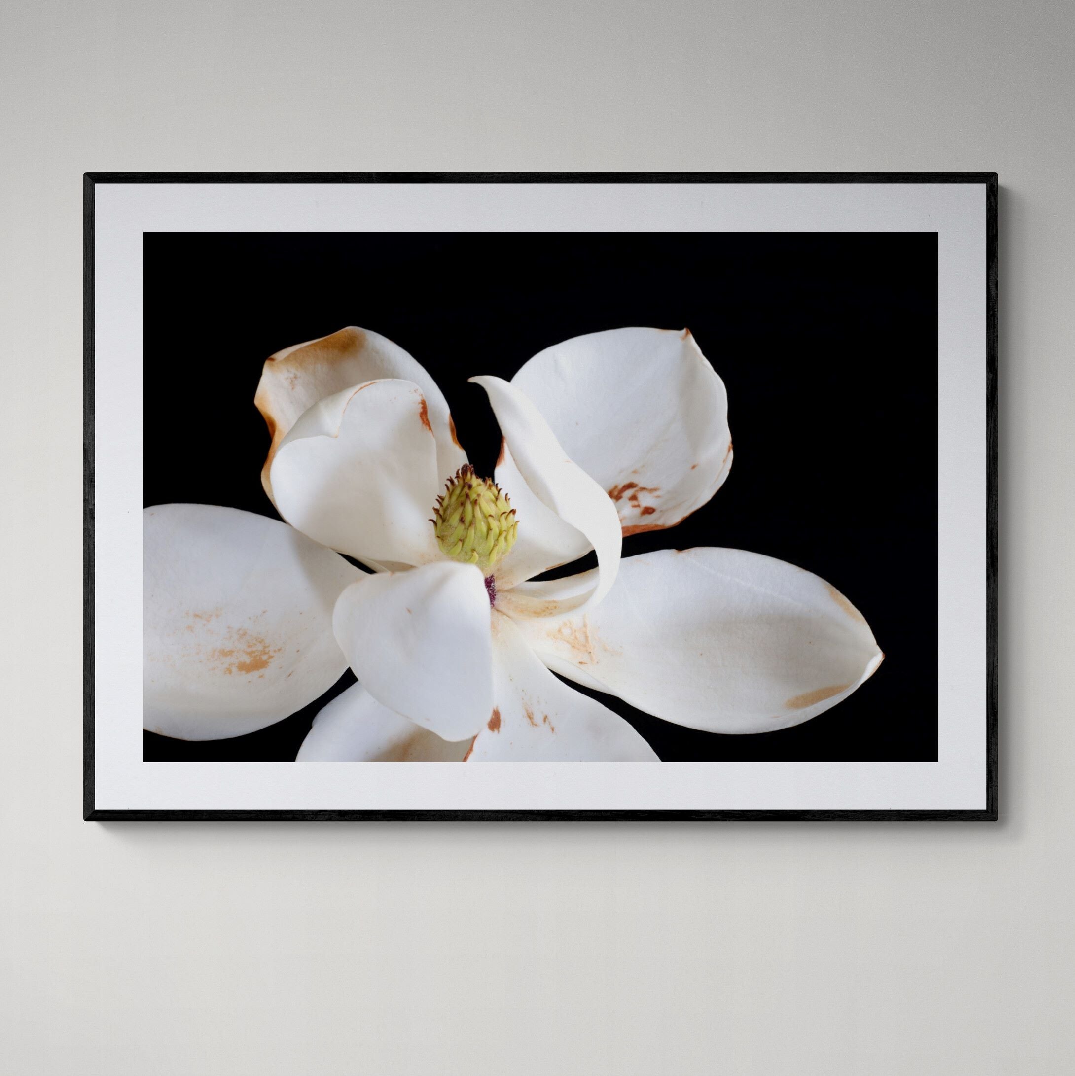 Magnolia I fine art print framed on wall in black frame