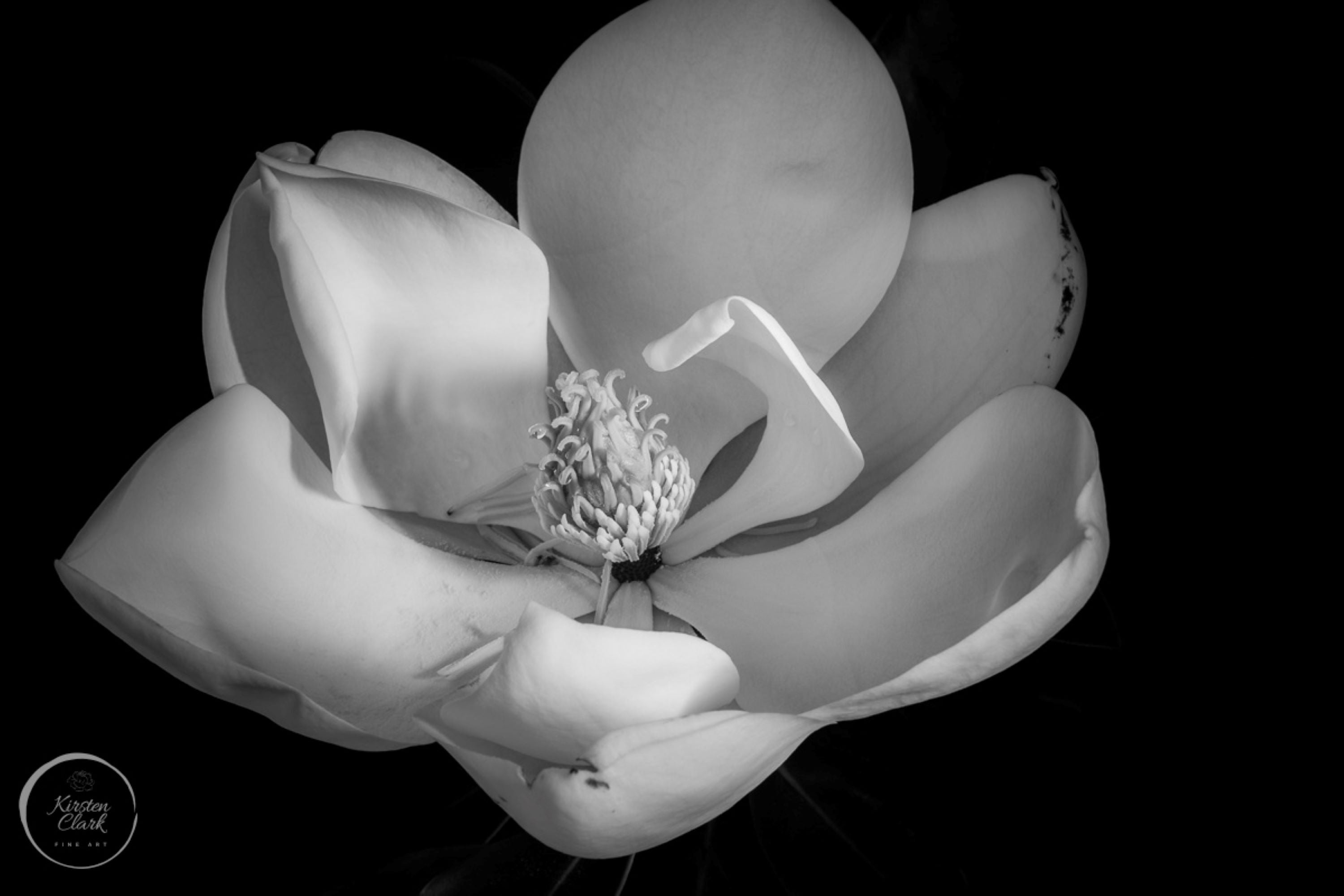 Magnolia bloom black and white fine art print, close-up botanical photograph