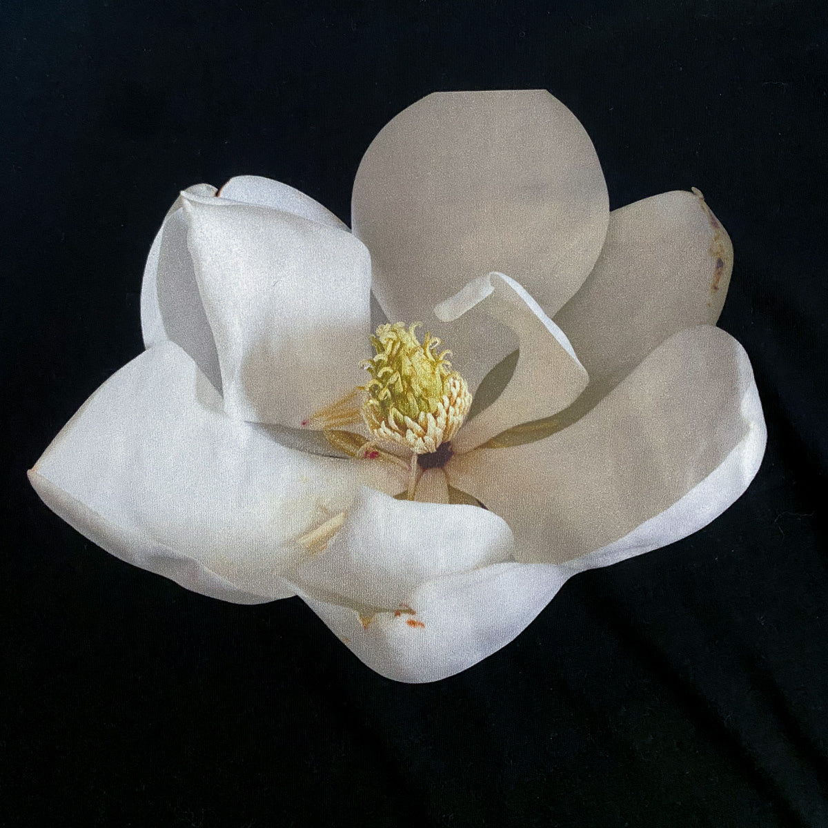 Magnolia Tee | Relaxed To Oversized