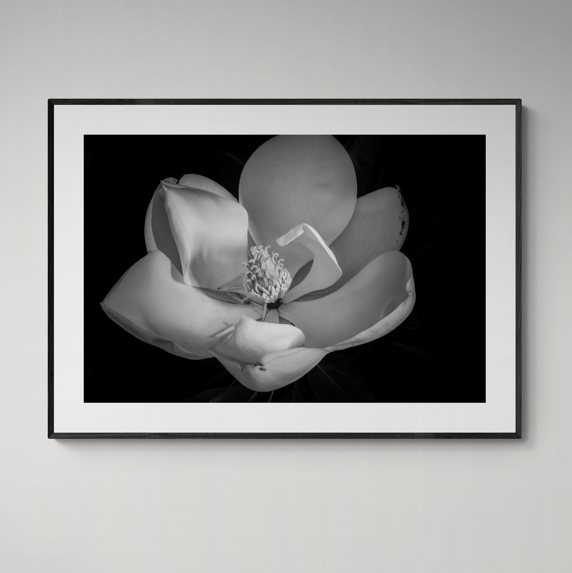 Magnolia V black & white print with black frame on wall by Kirsten Clark Art