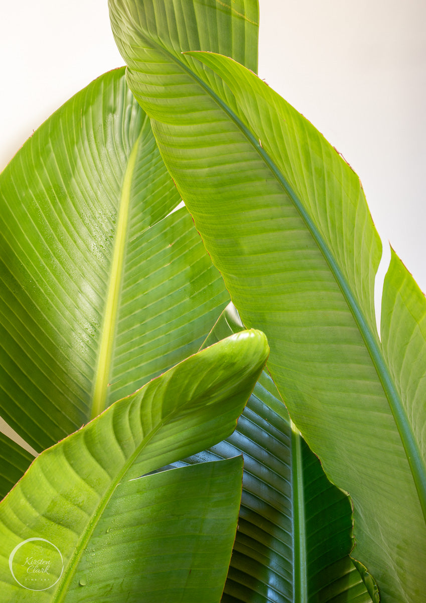 Banana Palms 1 - Limited Edition Print