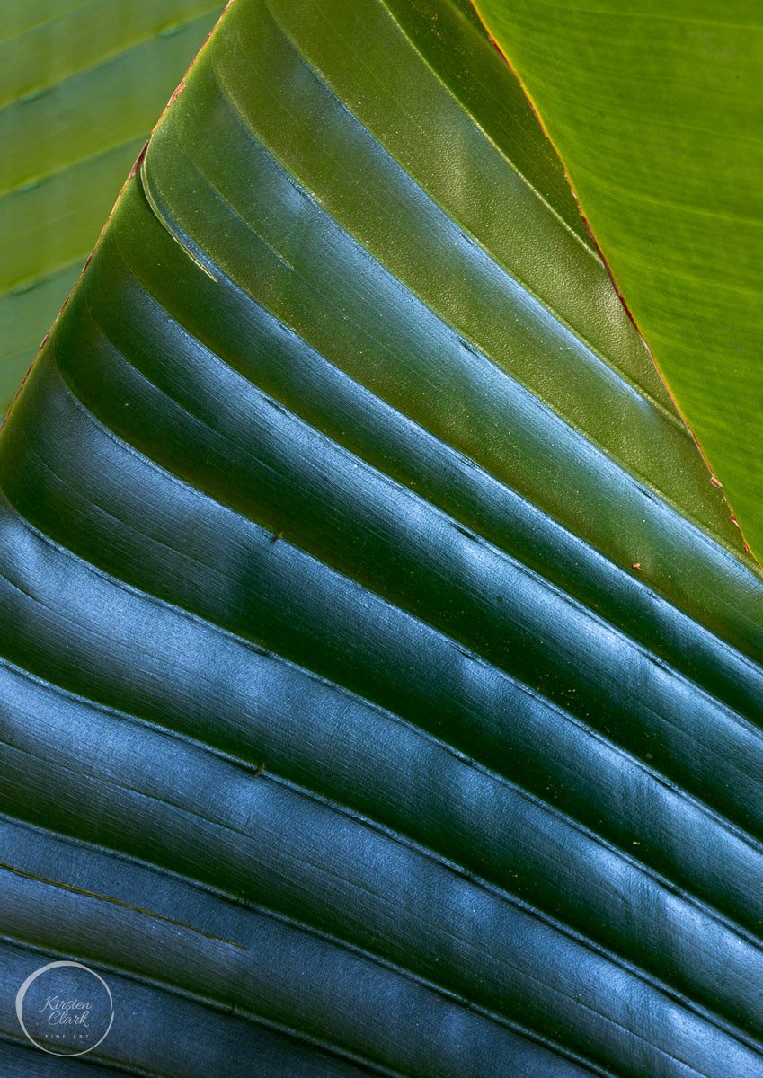 Banana Palms 2 - Open Edition Print