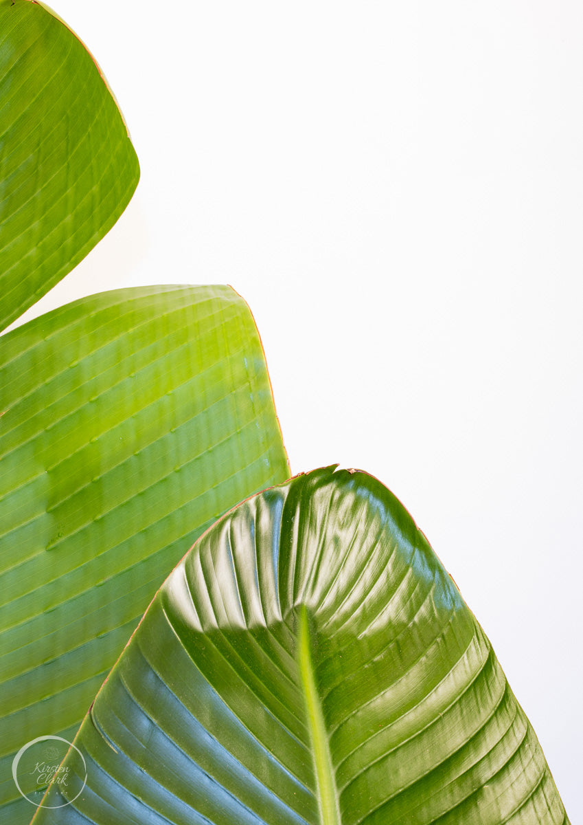Banana Palms 3 - Open Edition Print