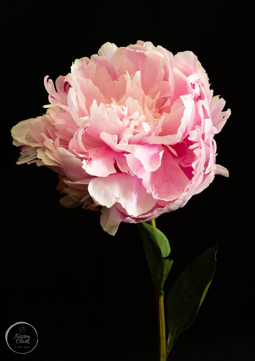 Sarah Bernhardt Peony - Limited Edition Print