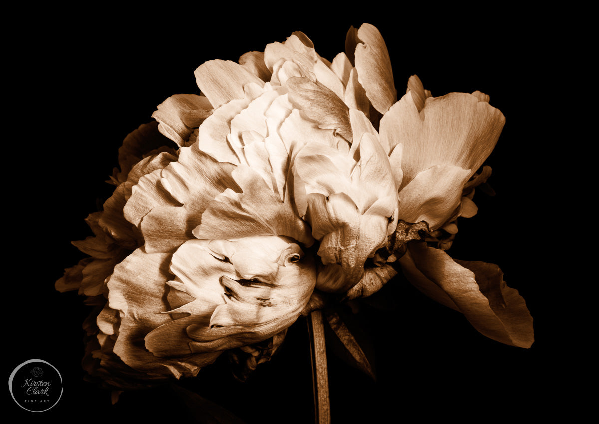 Portrait of Peony Print sepia tones by Kirsten Clark Art