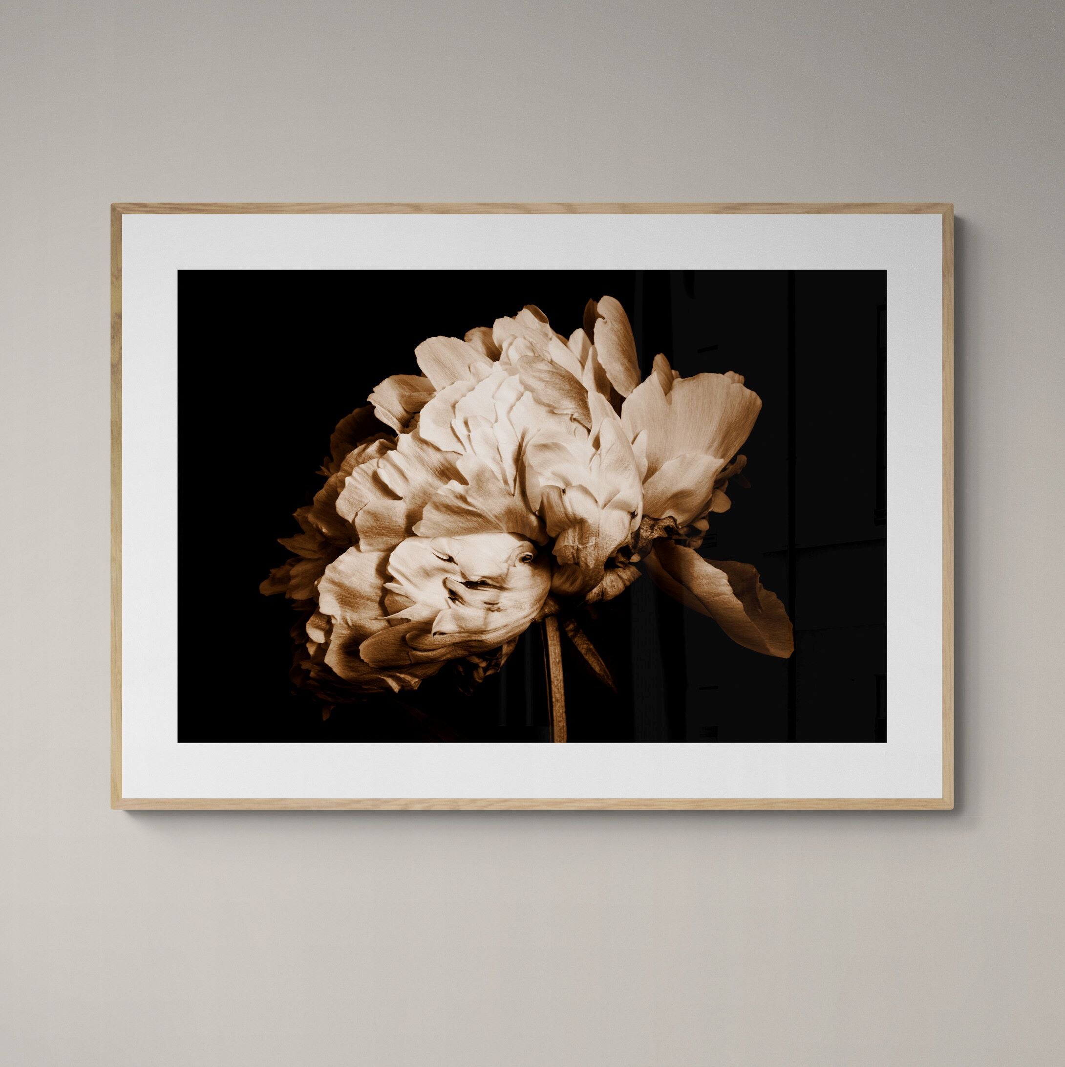 Peony Portrait – Limited Edition Fine Art Print Framed on the wall by Kirsten Clark Art