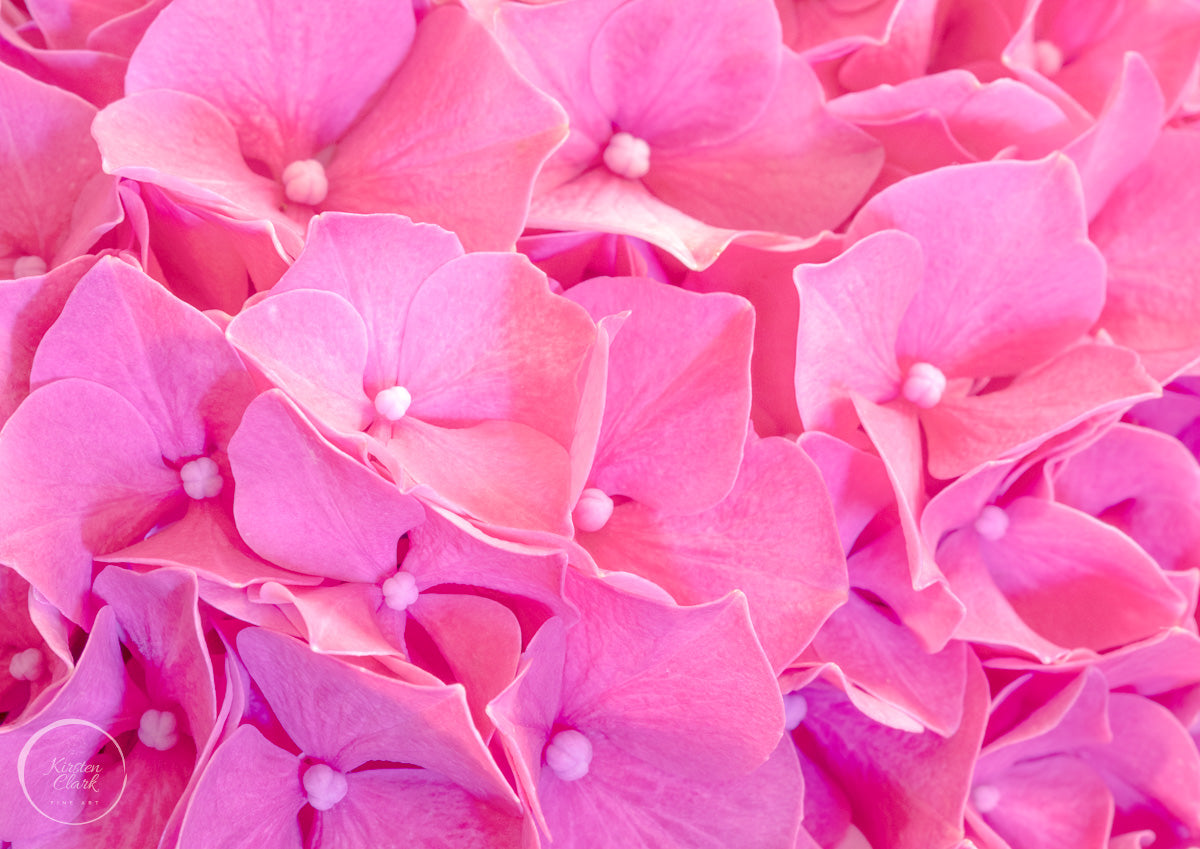 Pink Hydrangea Print - Floral Wall Art for Home Decor