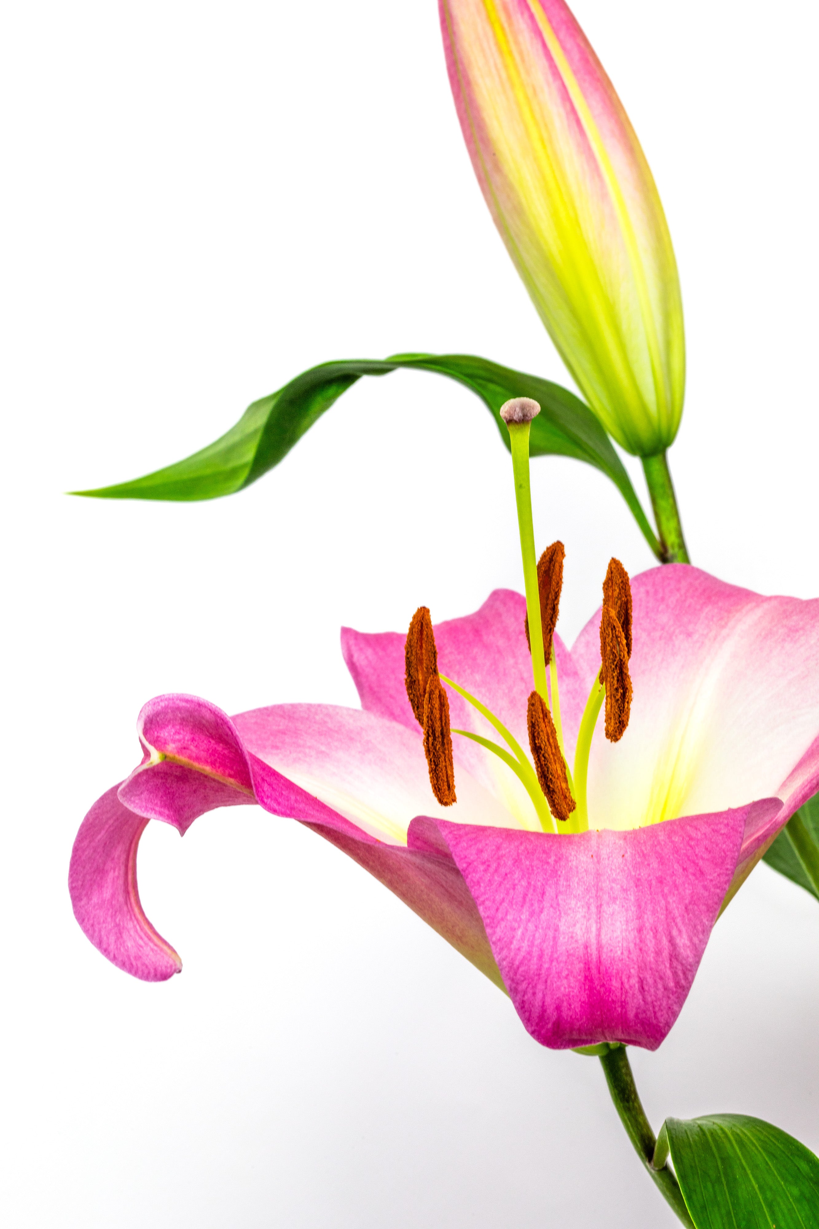 Pink Lily and Bud Poster