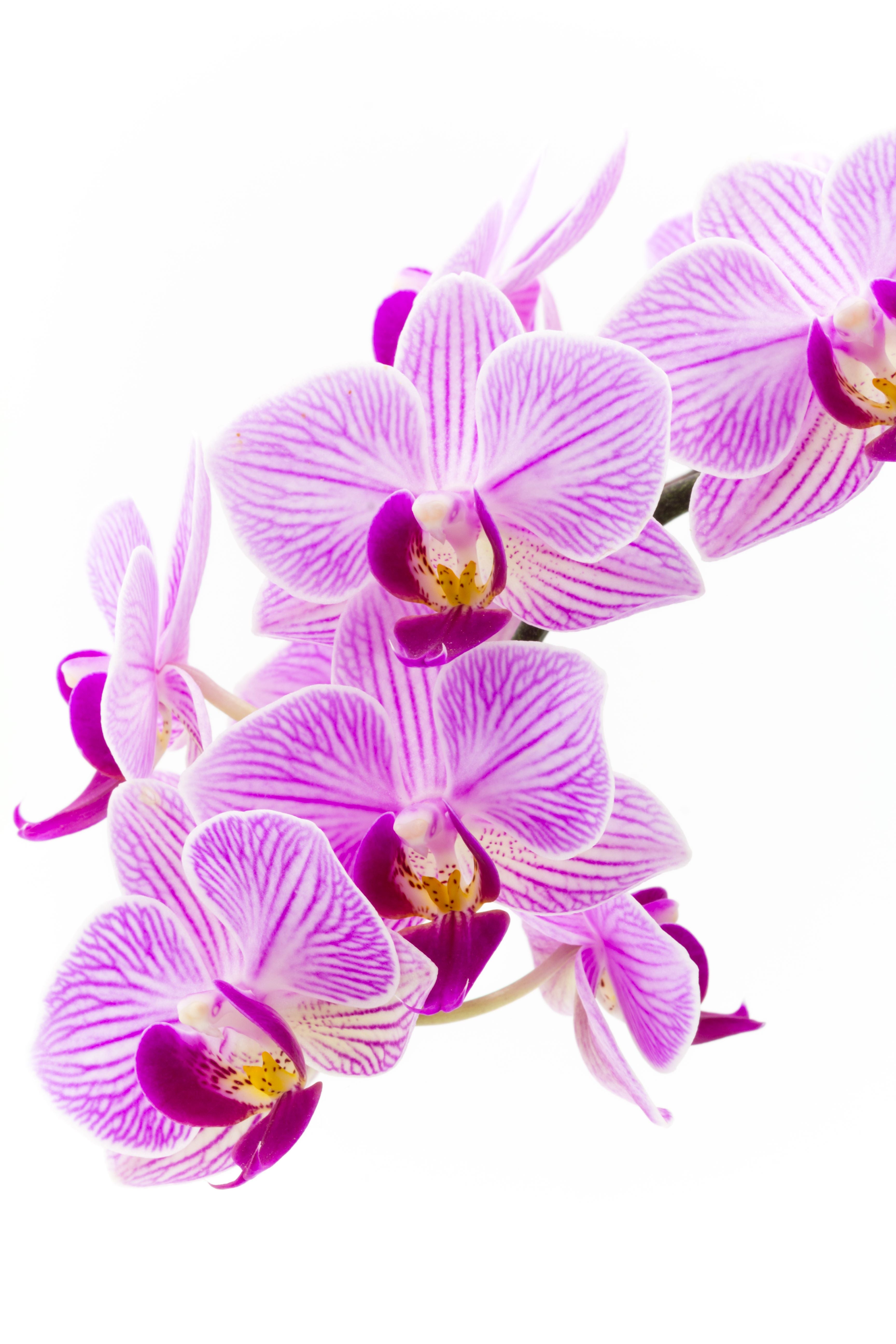 Pink Orchid Poster Print
