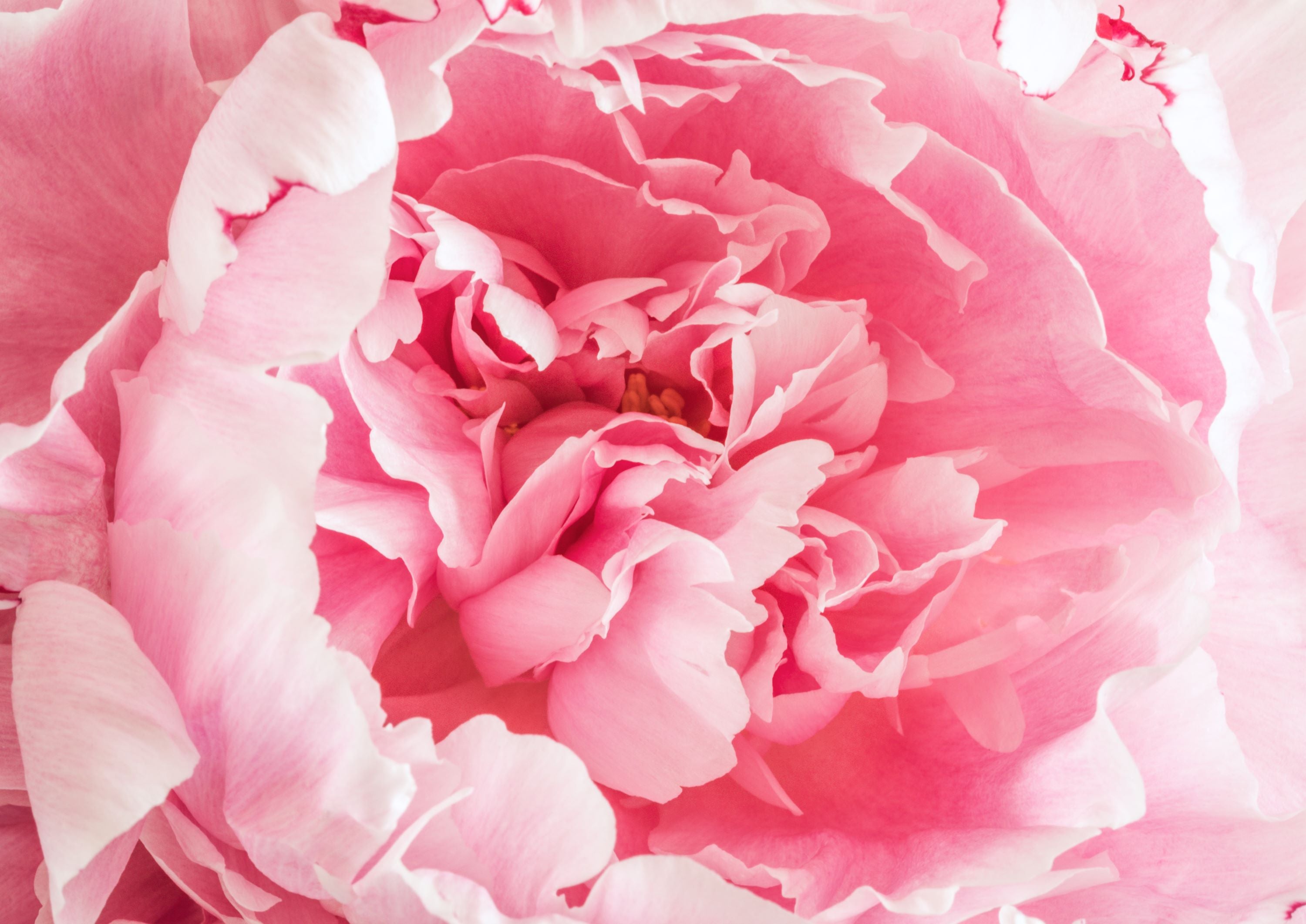 Close-up of a pink peony with soft focus - print for home decor