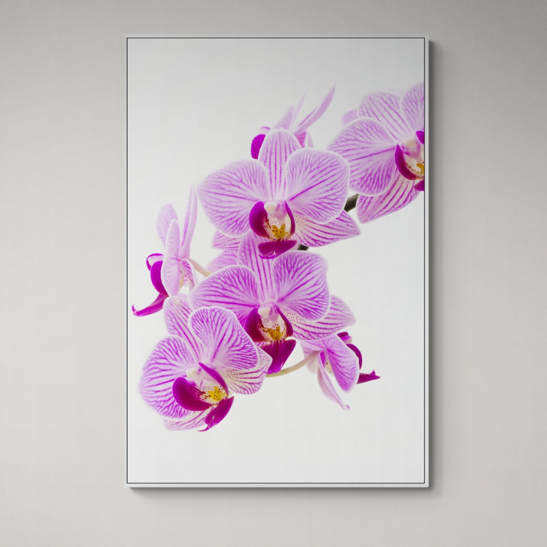 Pink orchid canvas print white frame on wall by Kirsten Clark Art