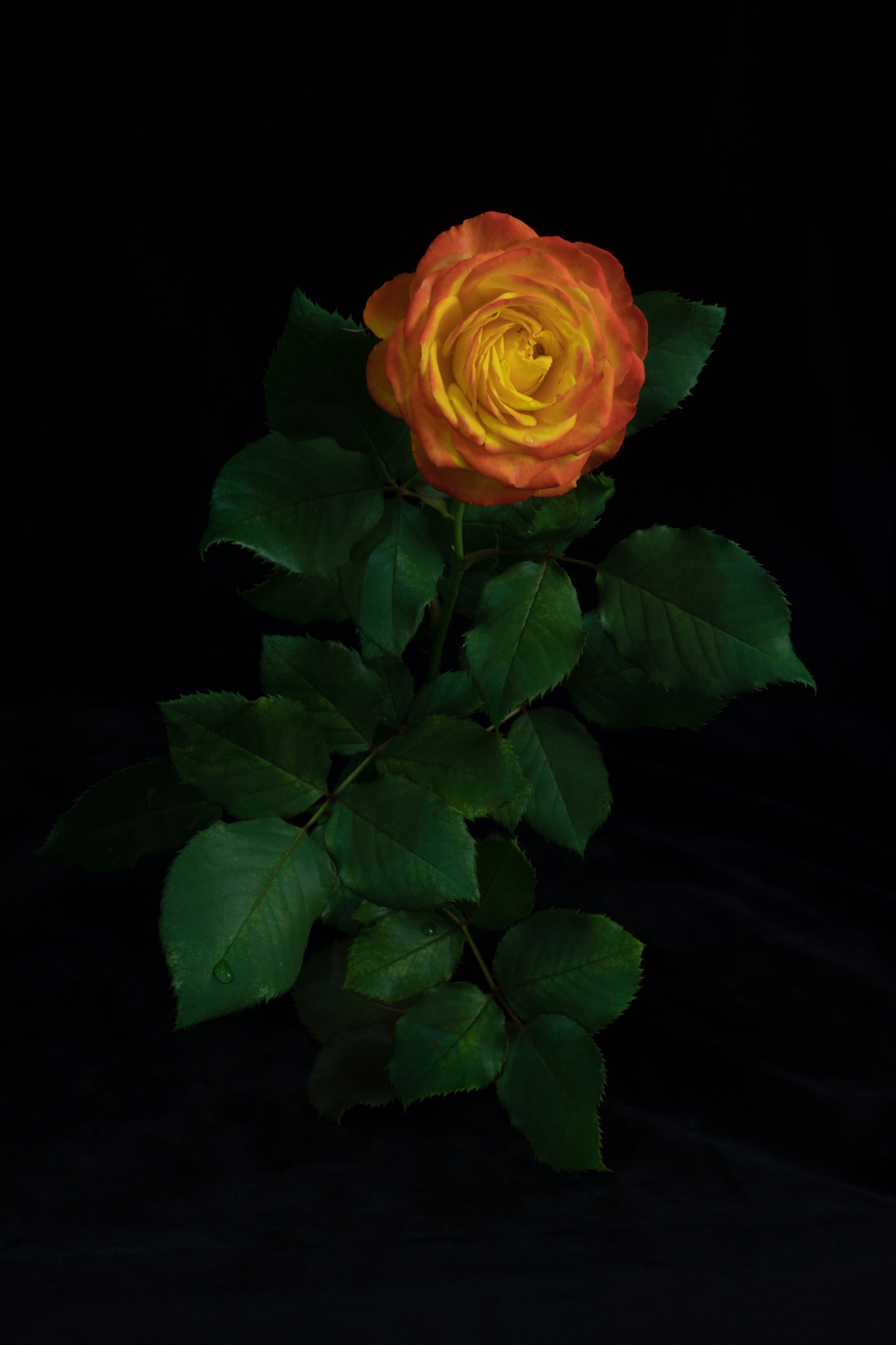 Portrait of a Rose | Canvas