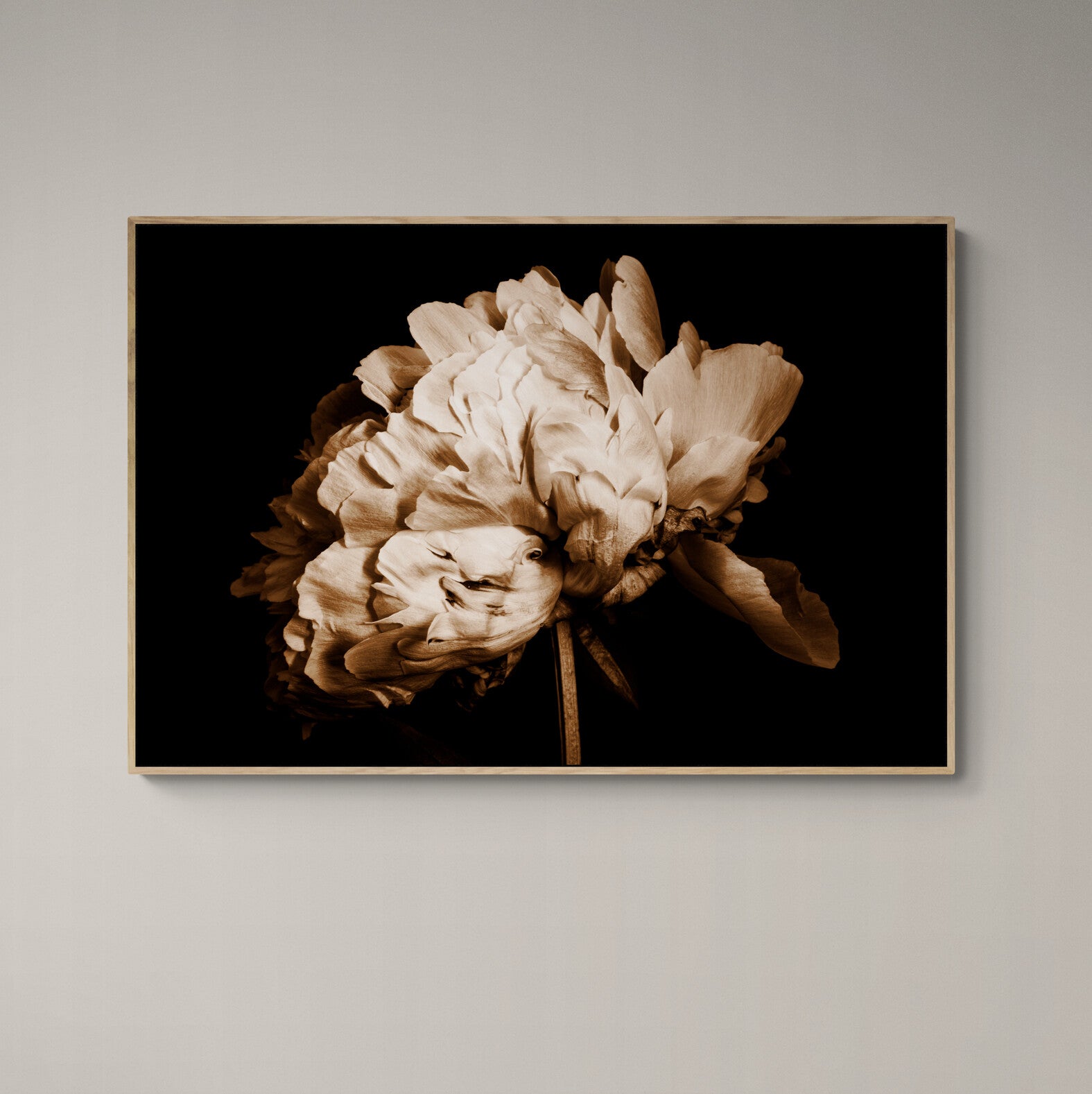 Portrait of a Peony Canvas Print oak frame on wall by Kirsten Clark Art
