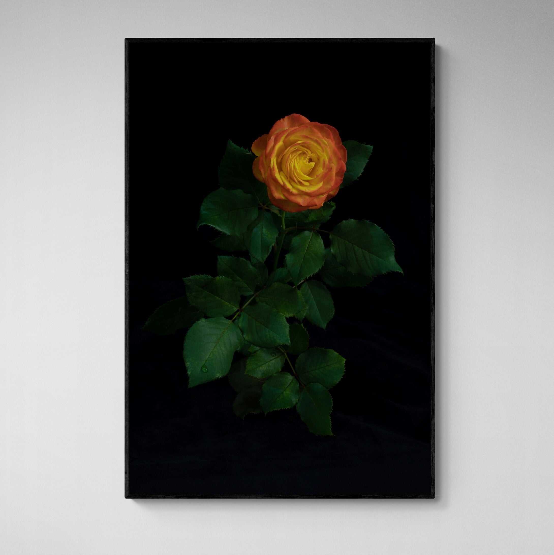Portrait of a Rose | Canvas