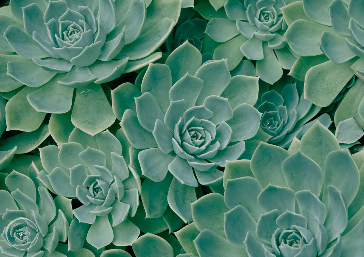 Close-up of green succulent plants print after the rain