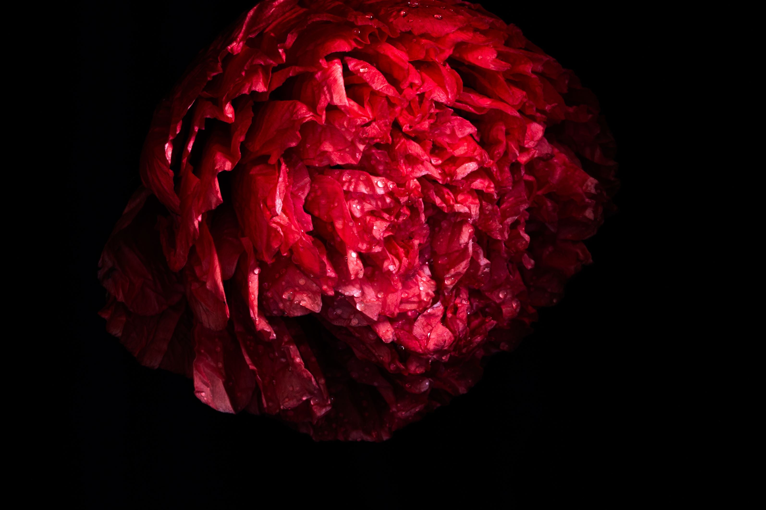 Red Poppy | Open Edition Print