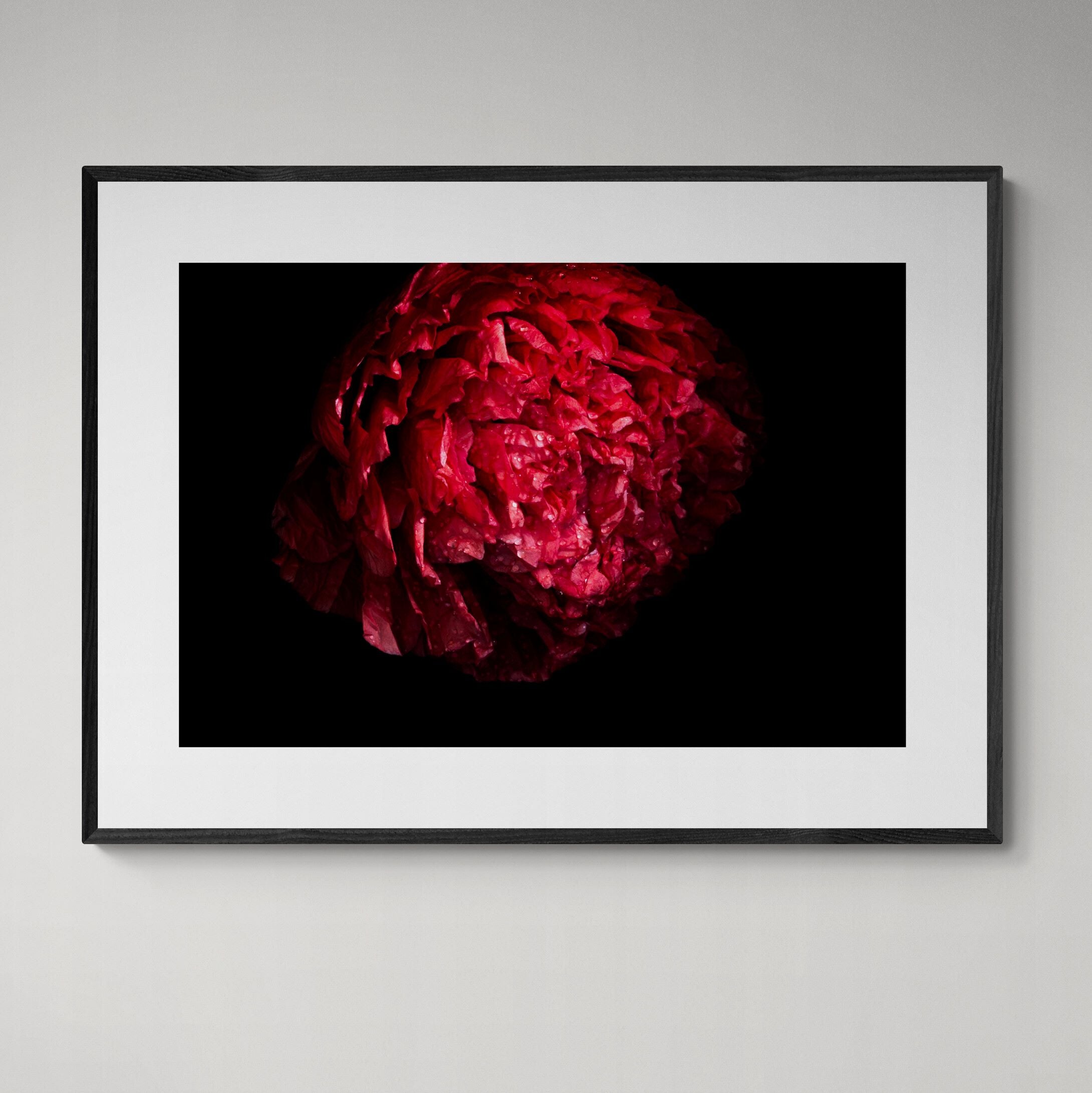 Red Poppy | Open Edition Print