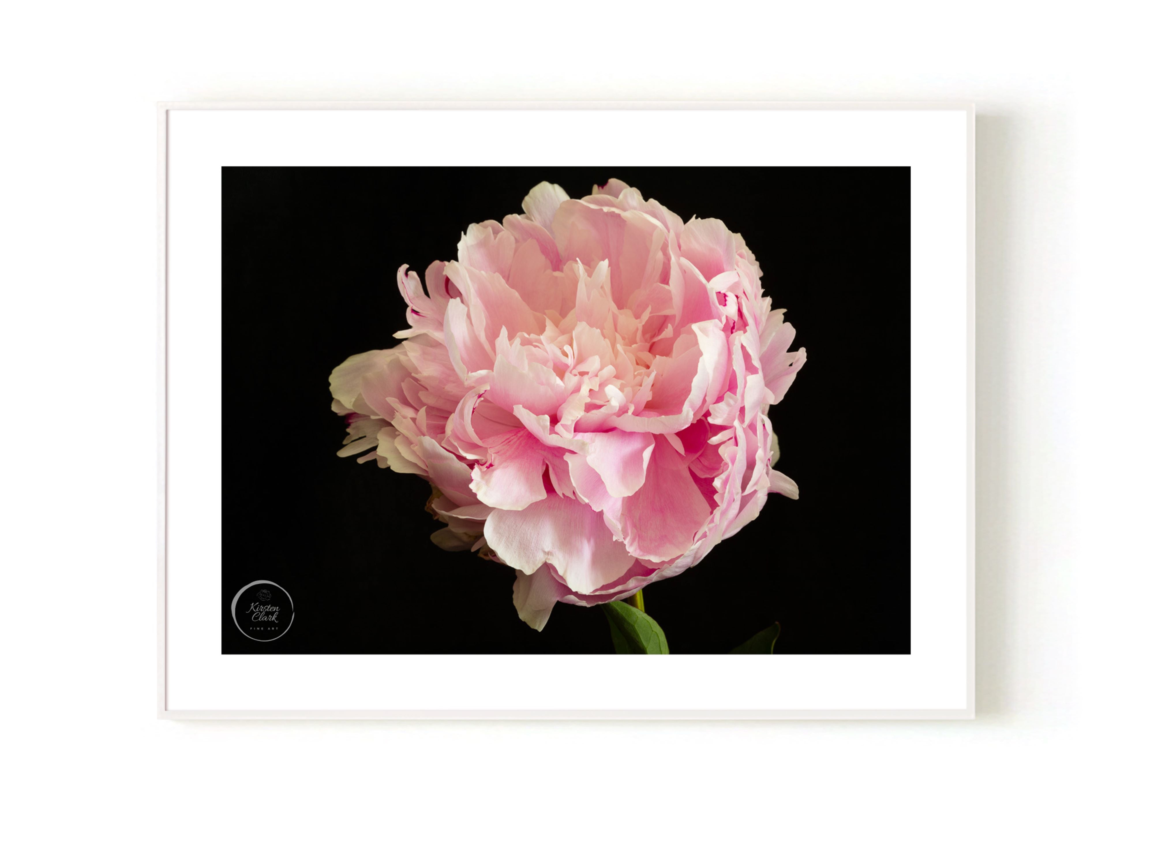 Sarah Bernhardt Peony Print