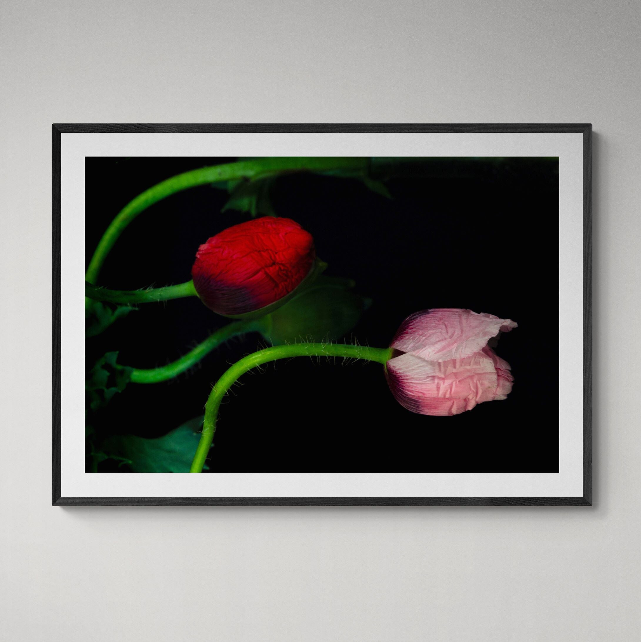 Serpentine Poppies | Open Edition Print