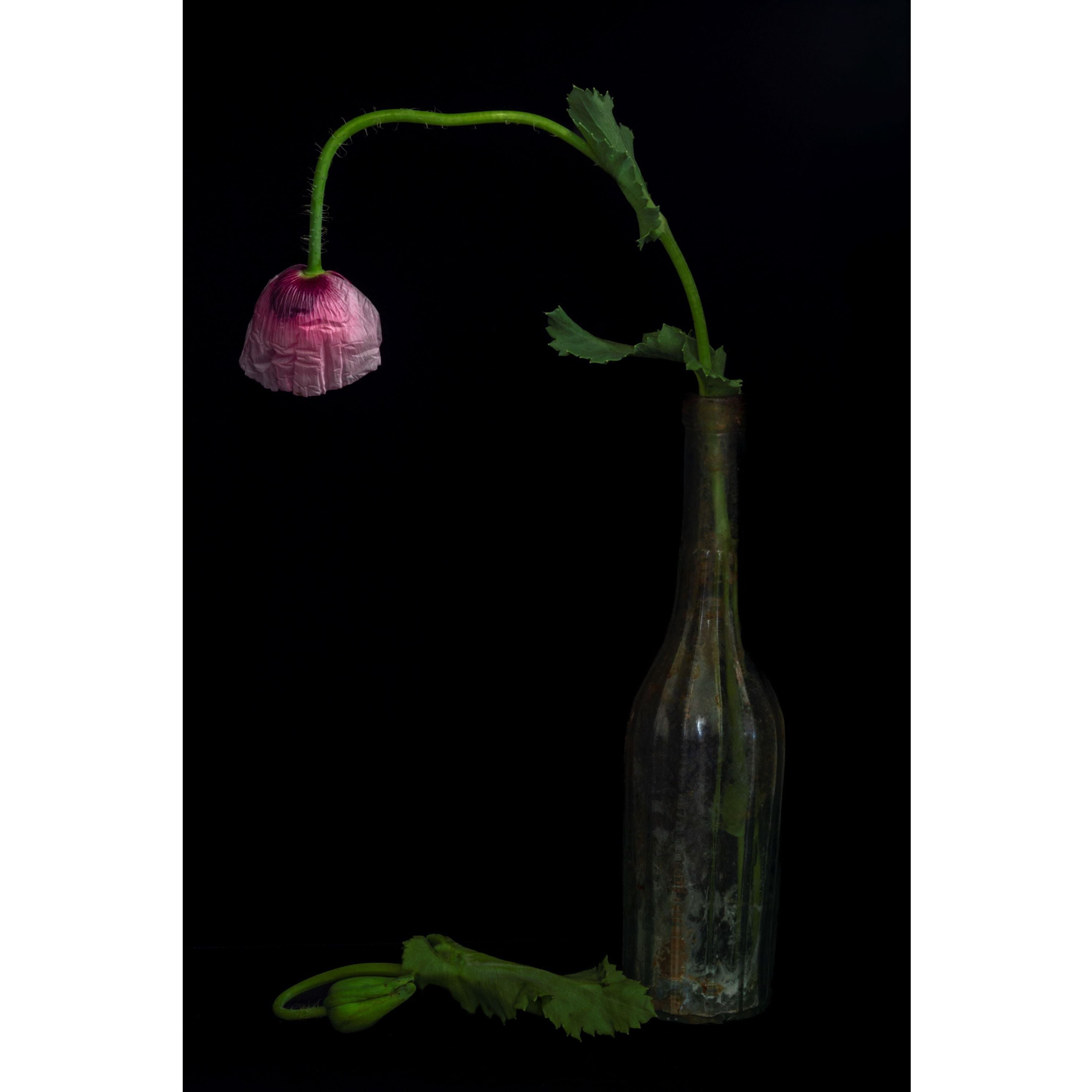 Still Life - Poppy & Antique Bottle | Open Edition Print