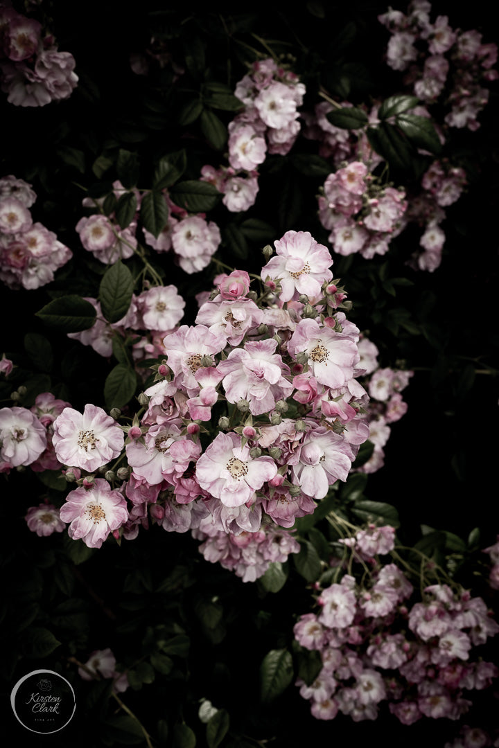 Cottage Garden Roses Print by Kirsten Clark Art