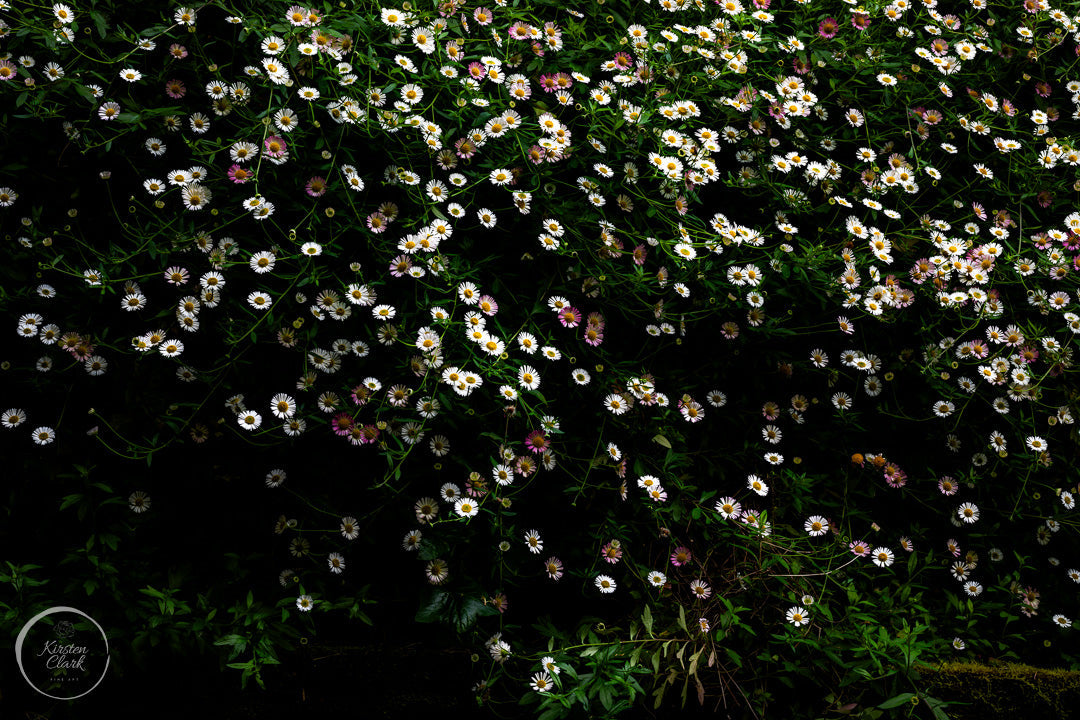 Daisy Bank Floral Print by Kirsten Clark Art