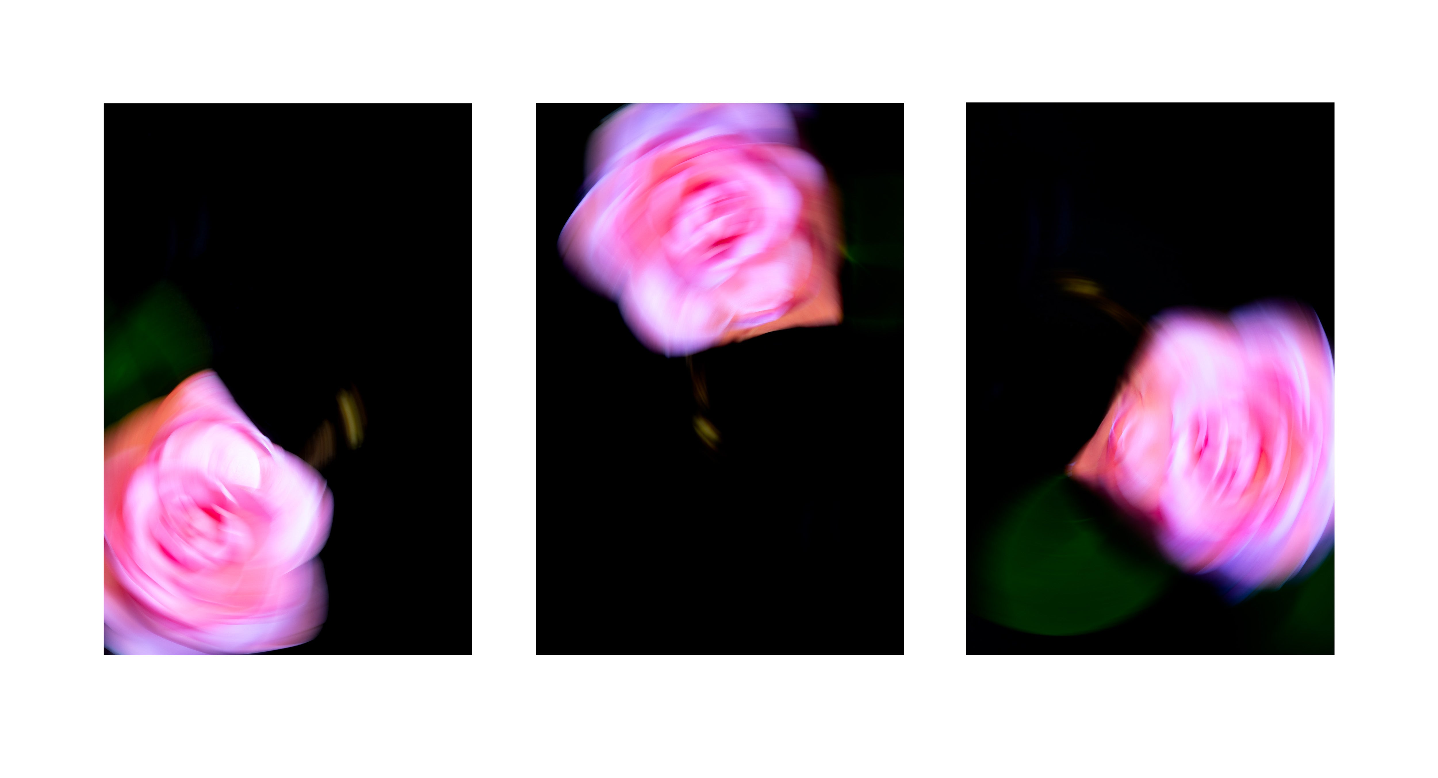 Camellia Swirl Triptych Print