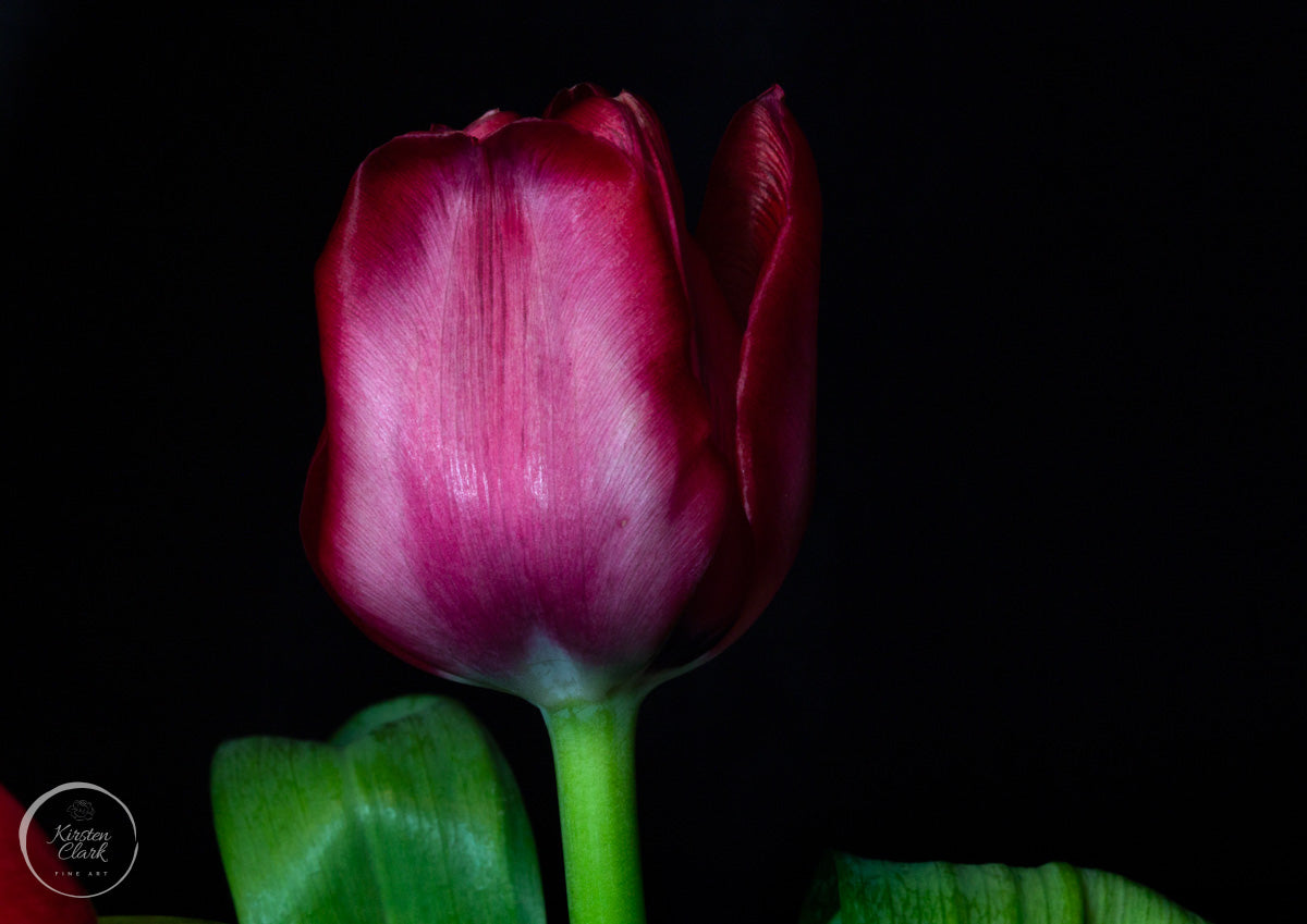 Portrait of a Magenta Tulip Close-Up - Limited Edition Print