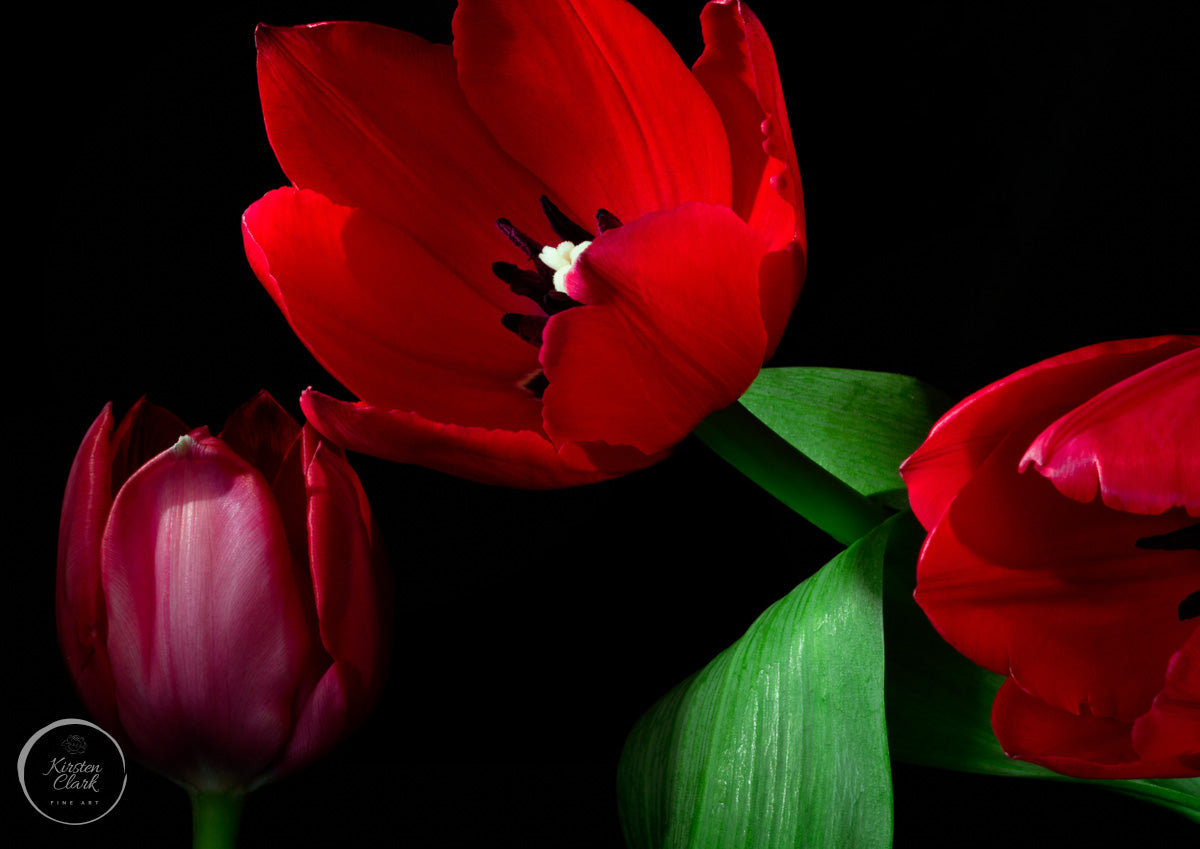 Radiant Red Tulips - Limited Edition Print