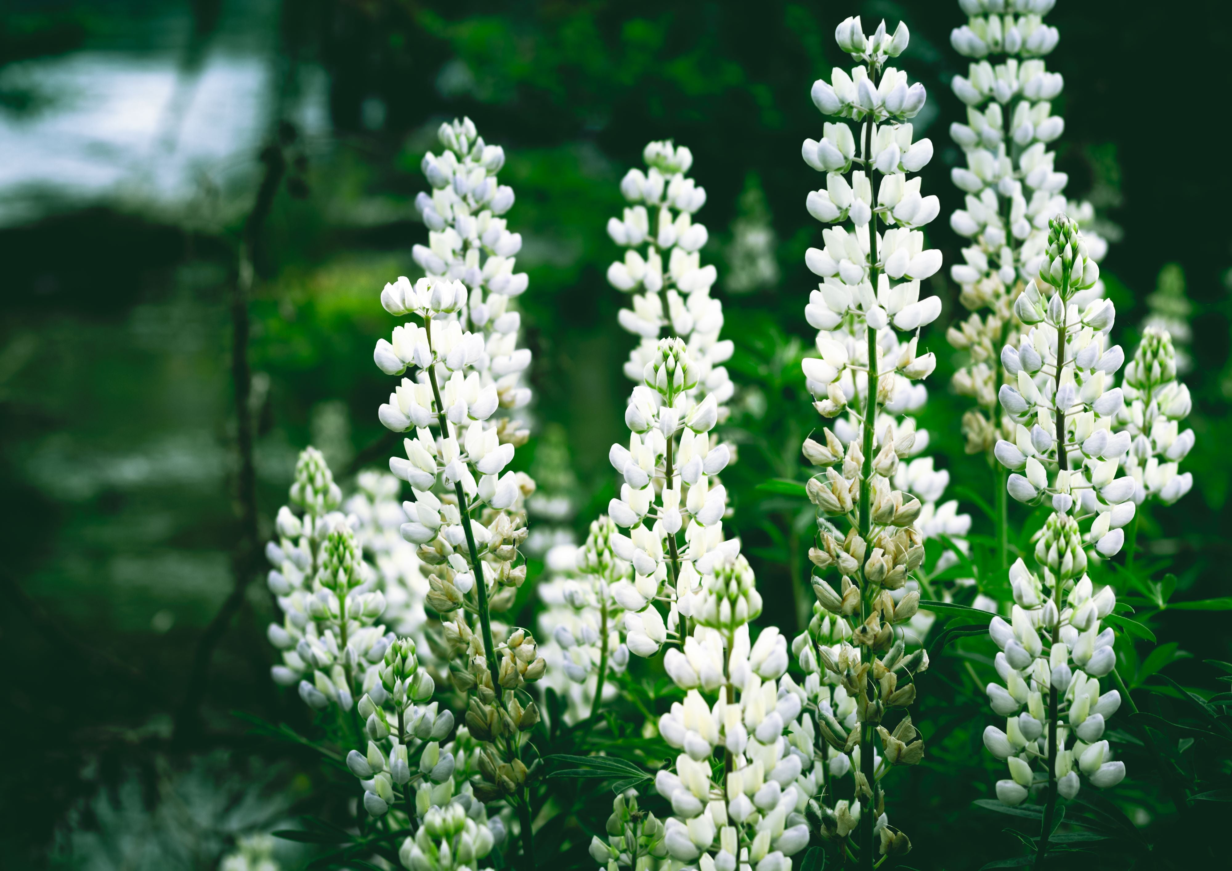 Wanaka Lupins | Canvas Print