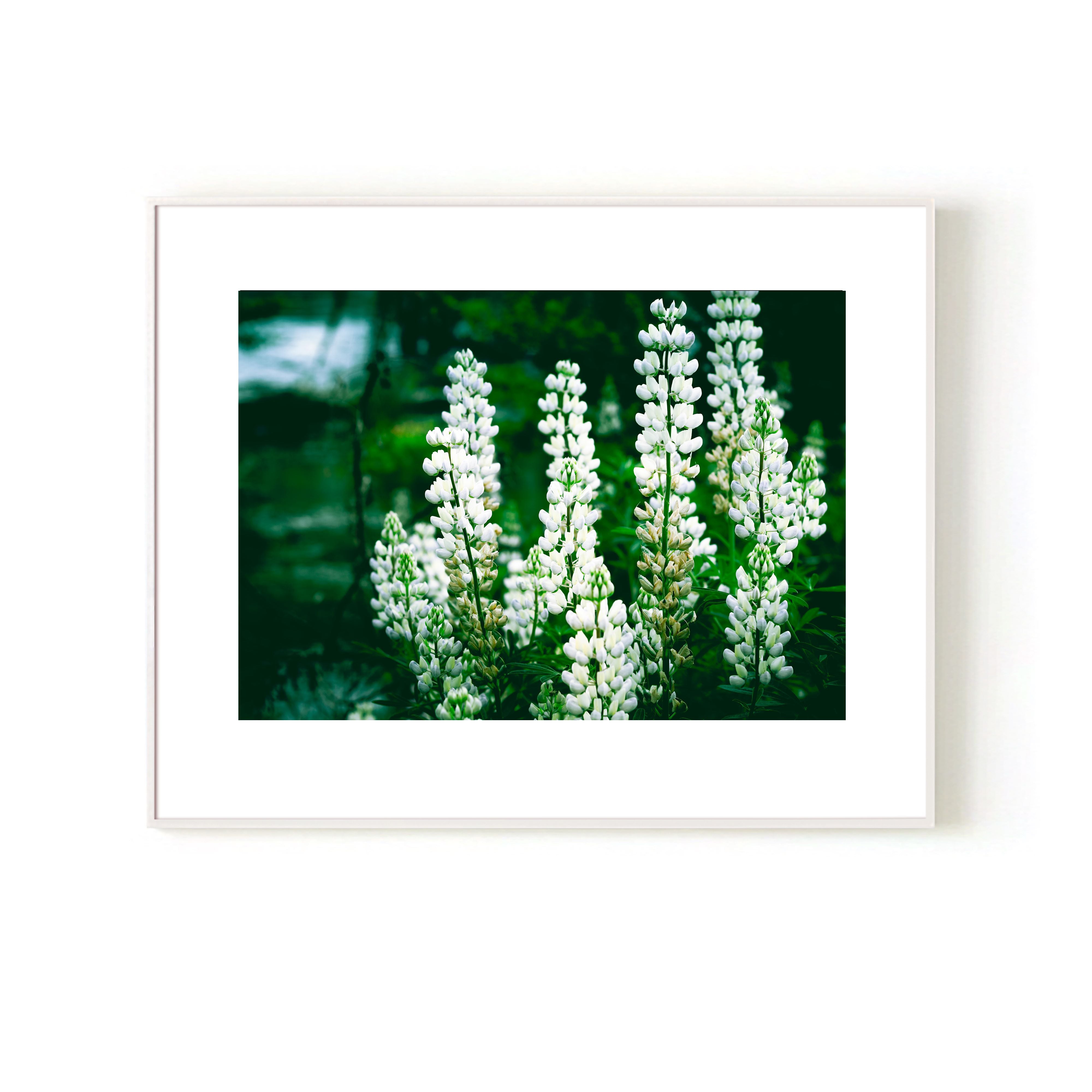 Wanaka Lupins Poster Print