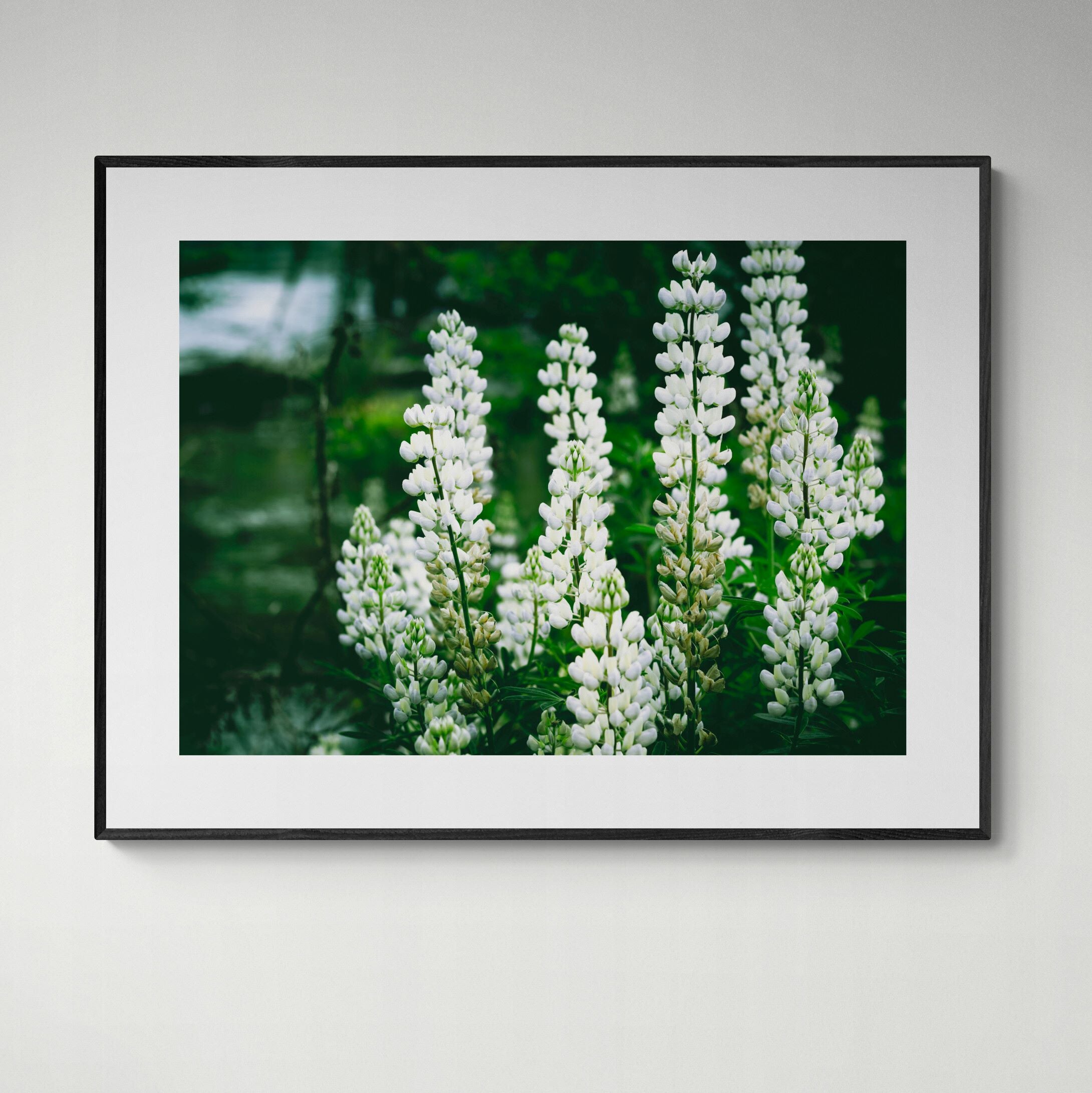 Wanaka Lupins Print Framed on the wall by Kirsten ClarkArt