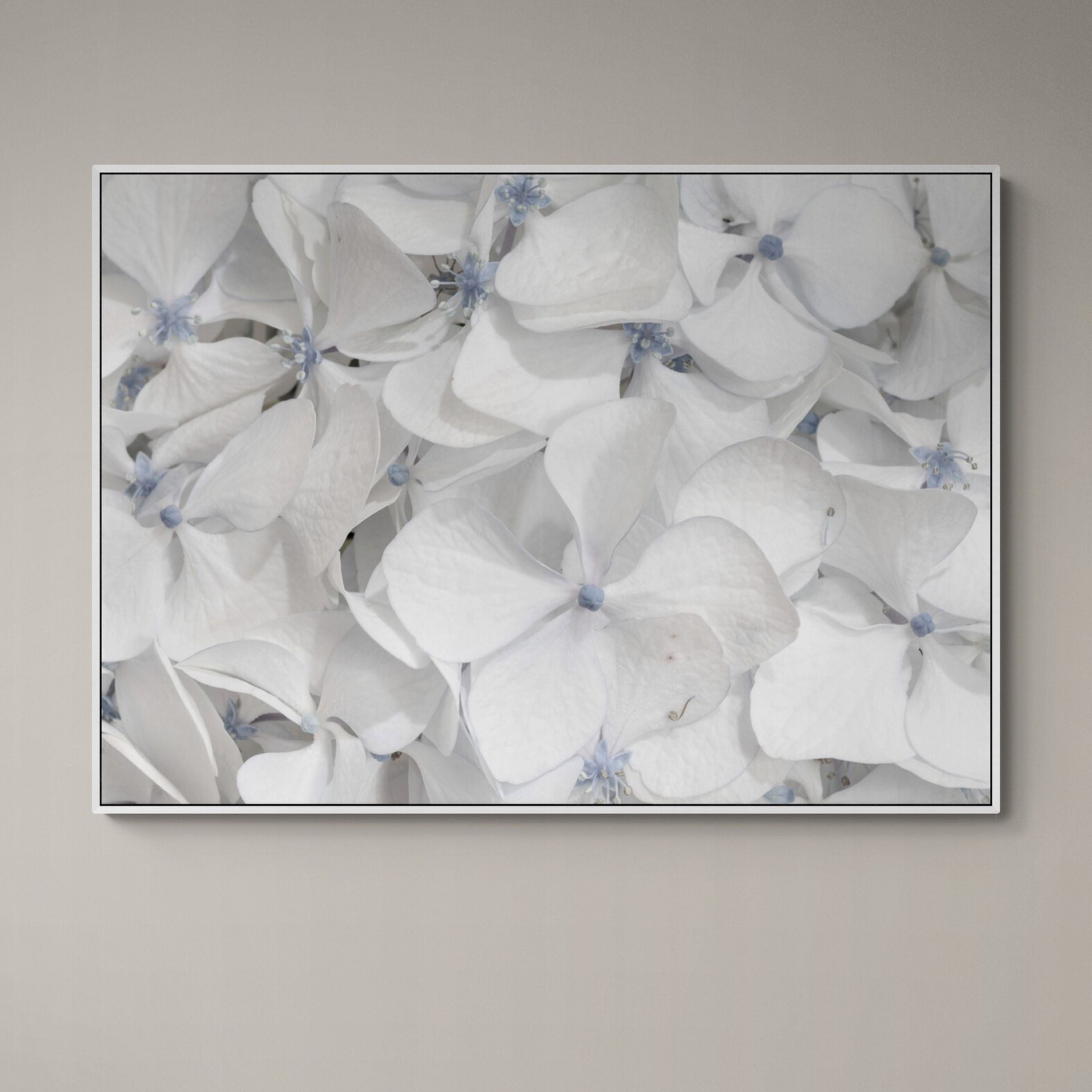 Hydrangea - Cool Summer Whites | Canvas Print