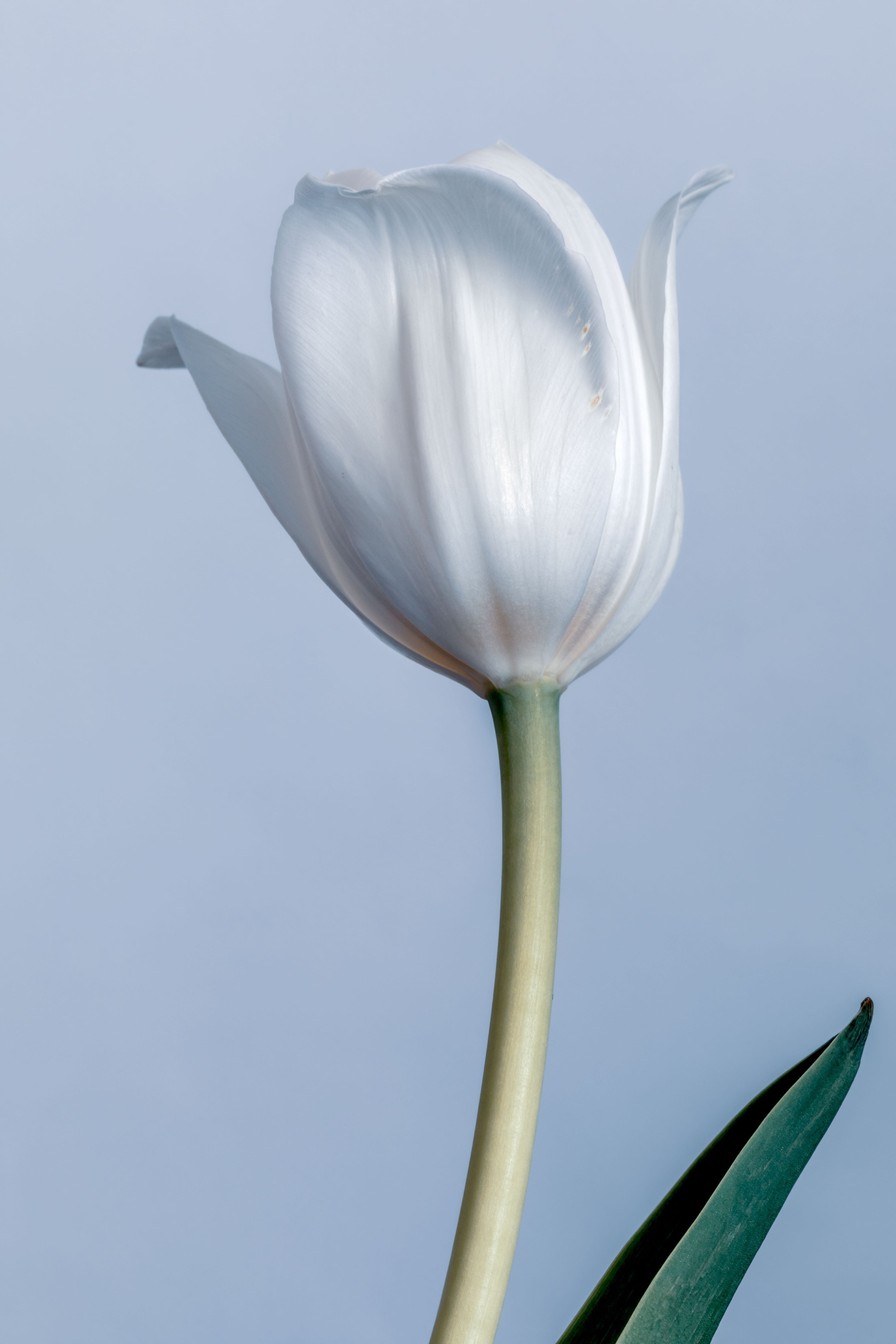White Tulip Canvas Print