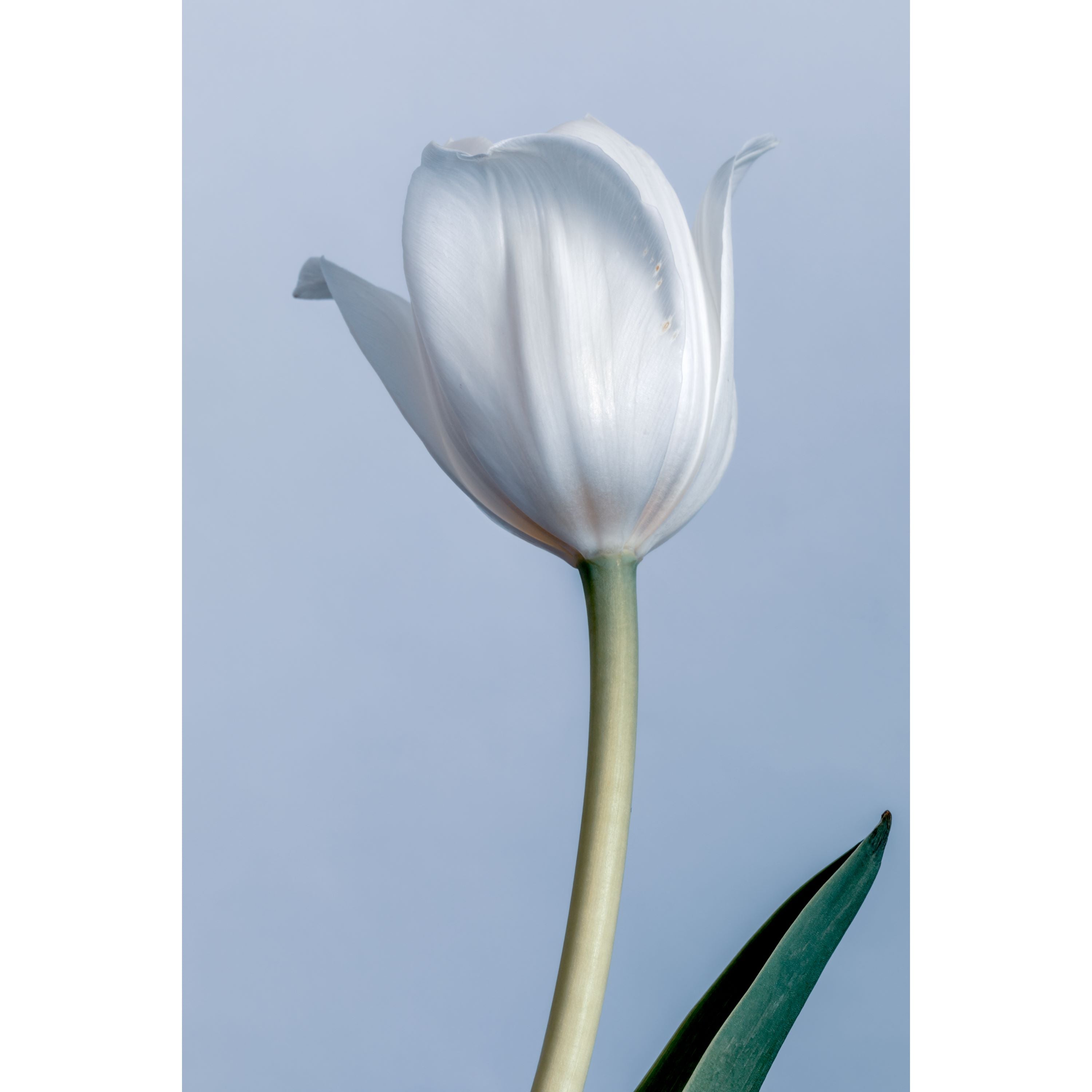 White Tulip | Canvas Print