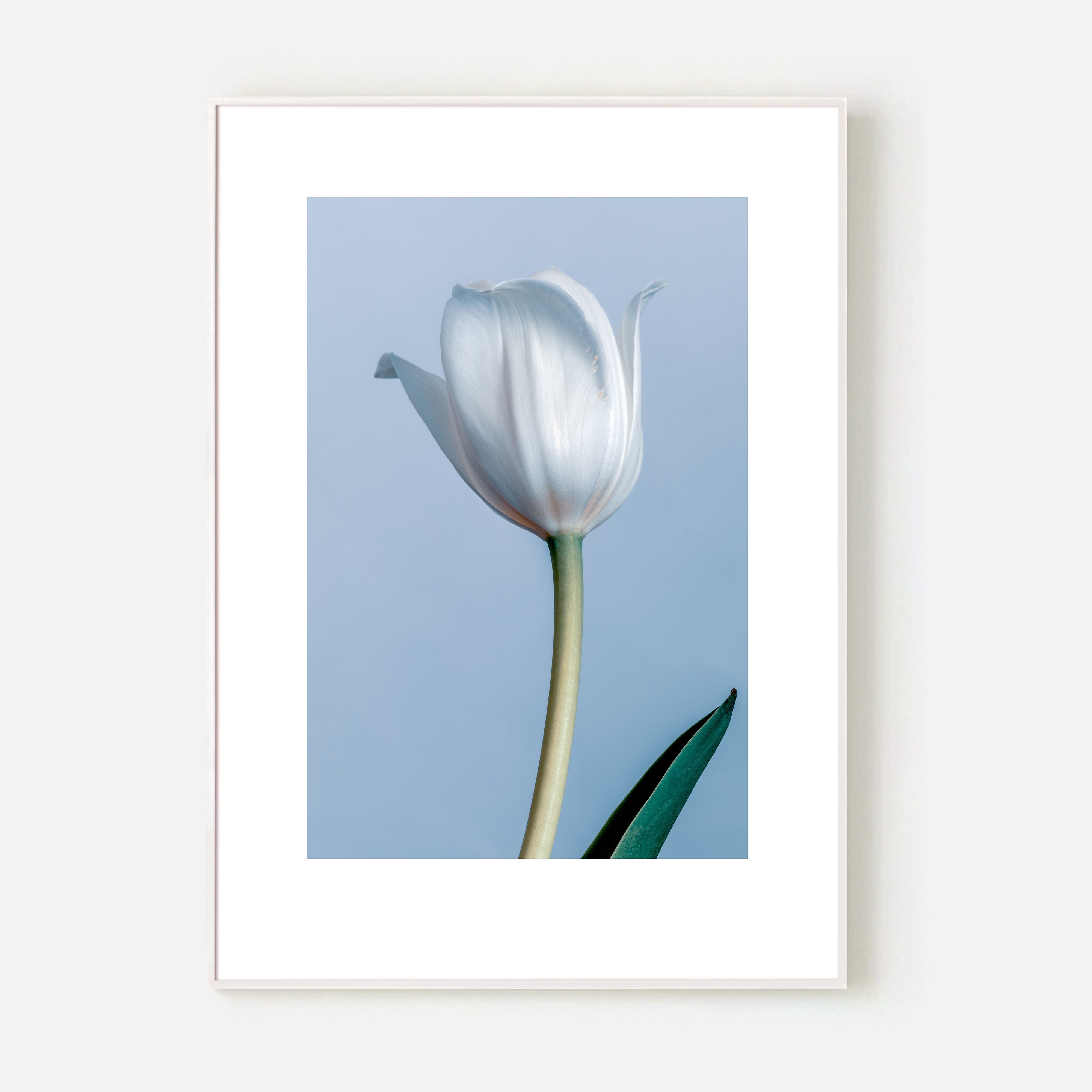 White Tulip Print